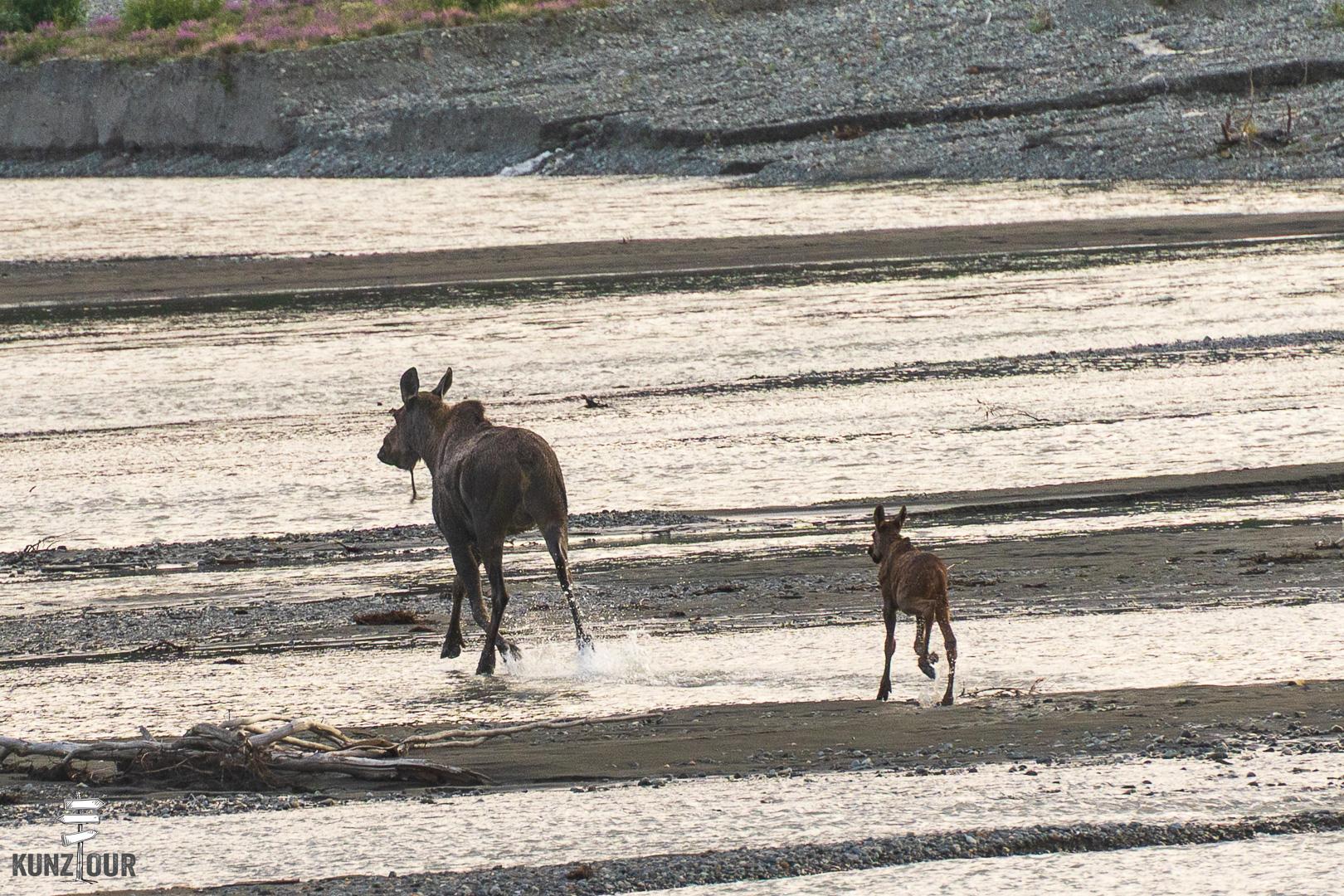 2025_US_Alaska_Delta-River-8169