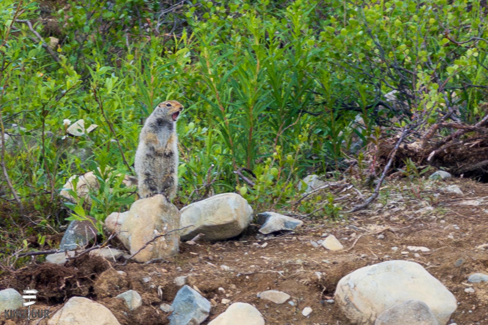 2025_US_Alaska_Denali-Highway-9037