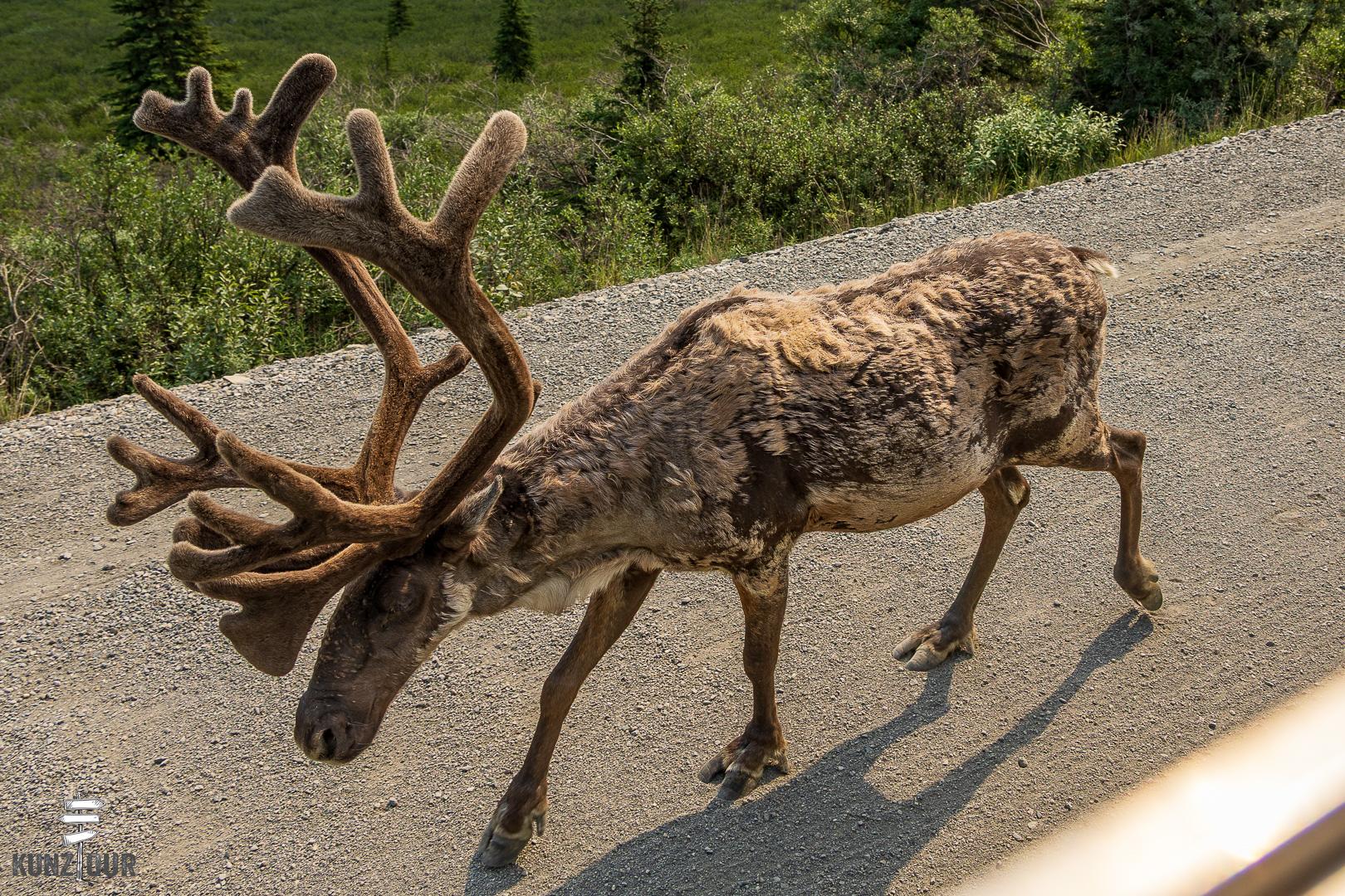 2025_US_Alaska_Denali-NP-8270