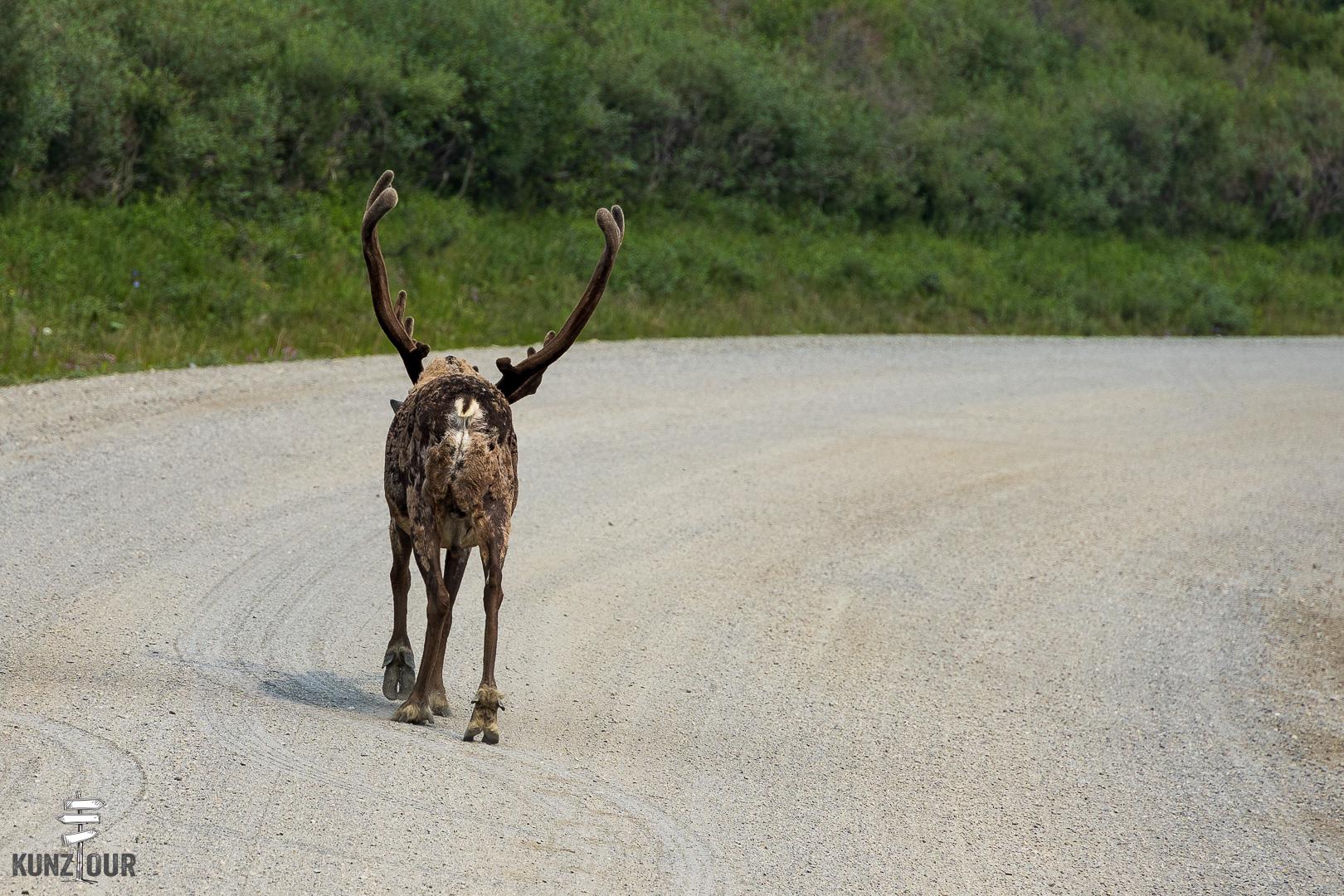 2025_US_Alaska_Denali-NP-8276
