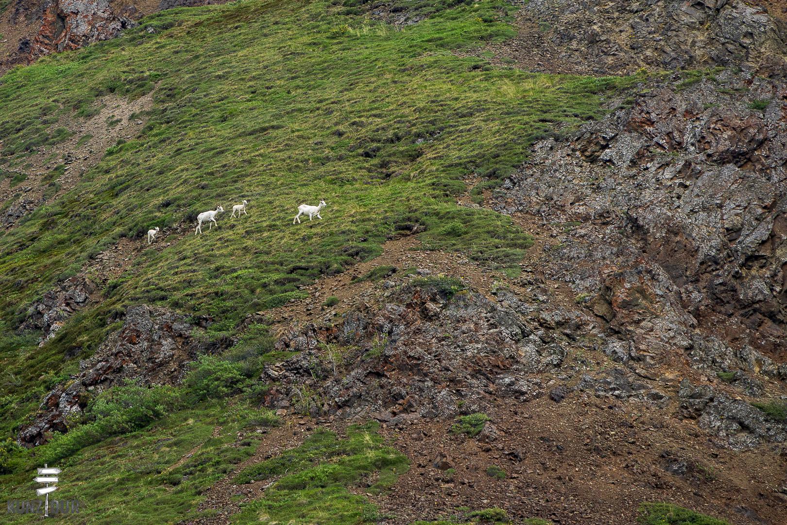 2025_US_Alaska_Denali-NP-8302