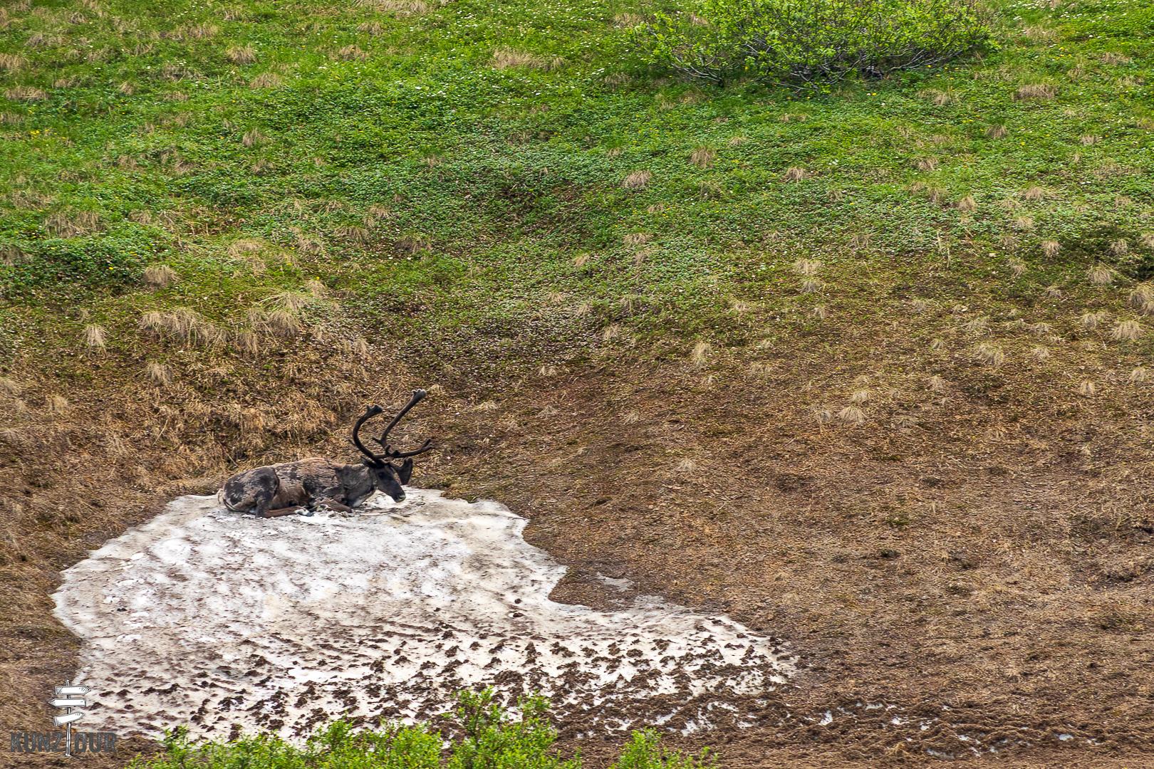 2025_US_Alaska_Denali-NP-8327