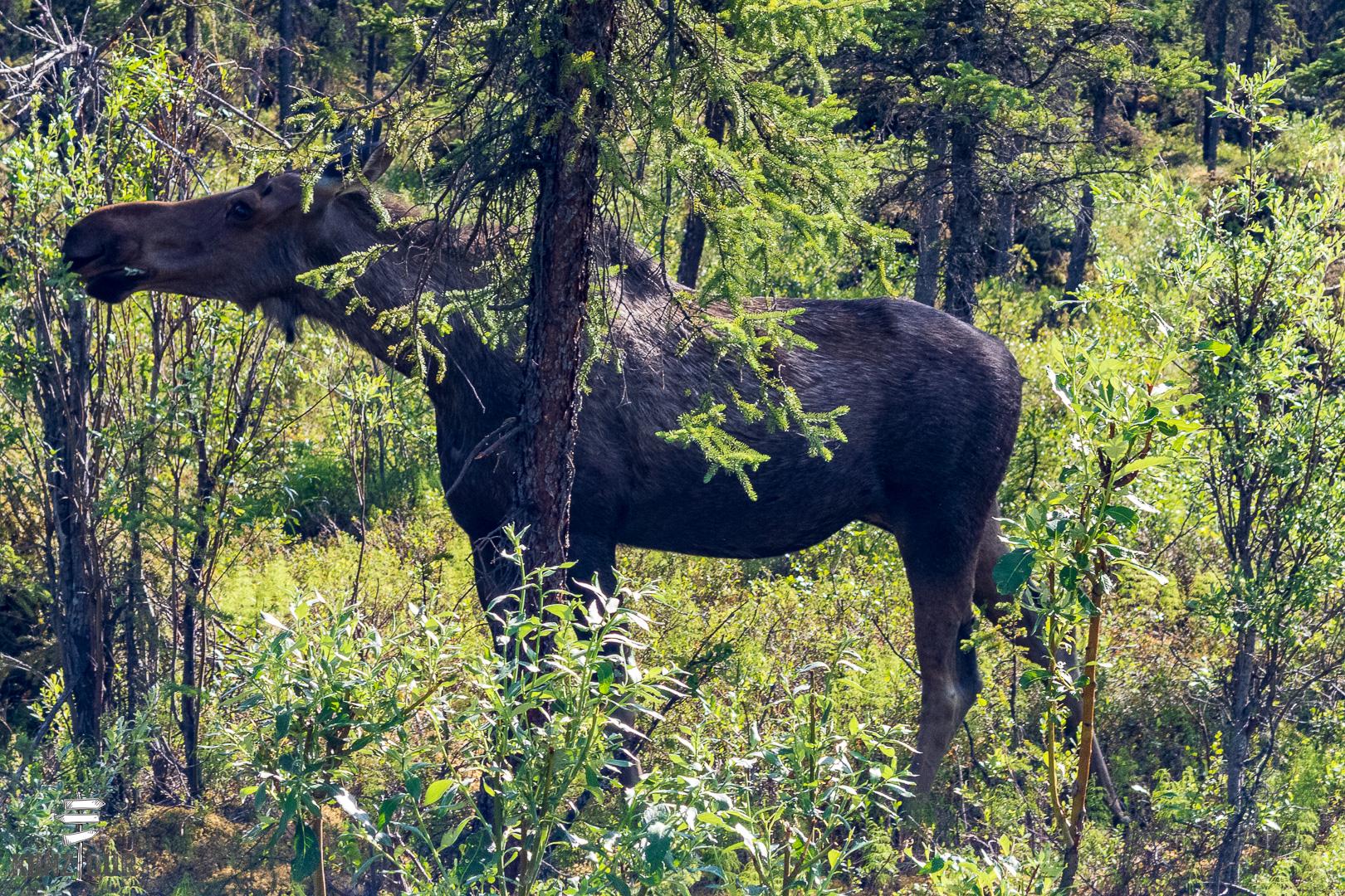 2025_US_Alaska_Denali-NP-9092