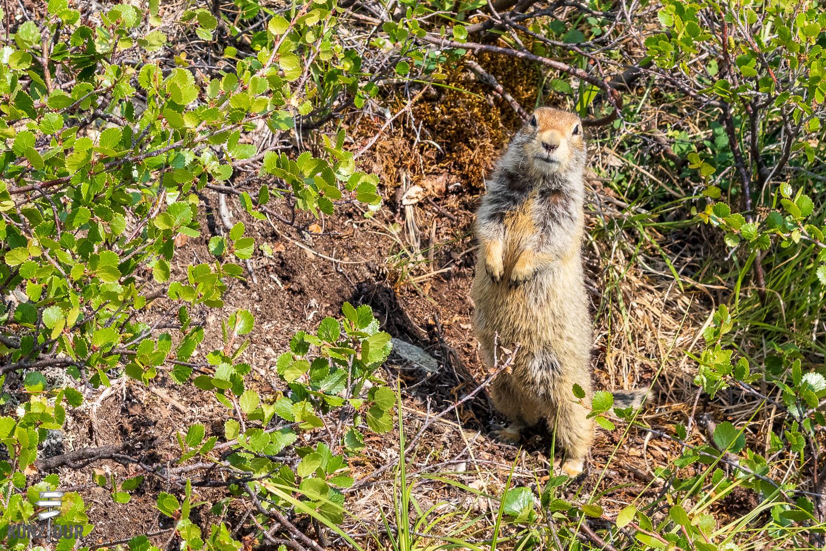 2025_US_Alaska_Denali-NP-9111