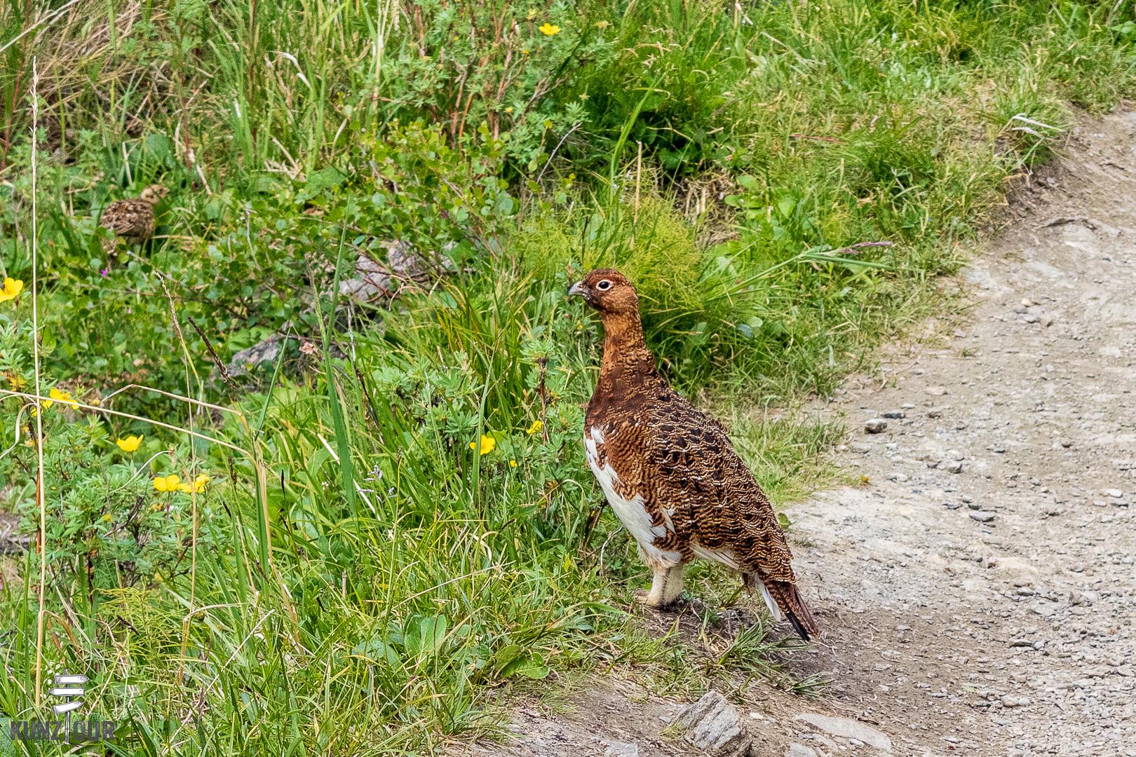 2025_US_Alaska_Denali-NP-9130