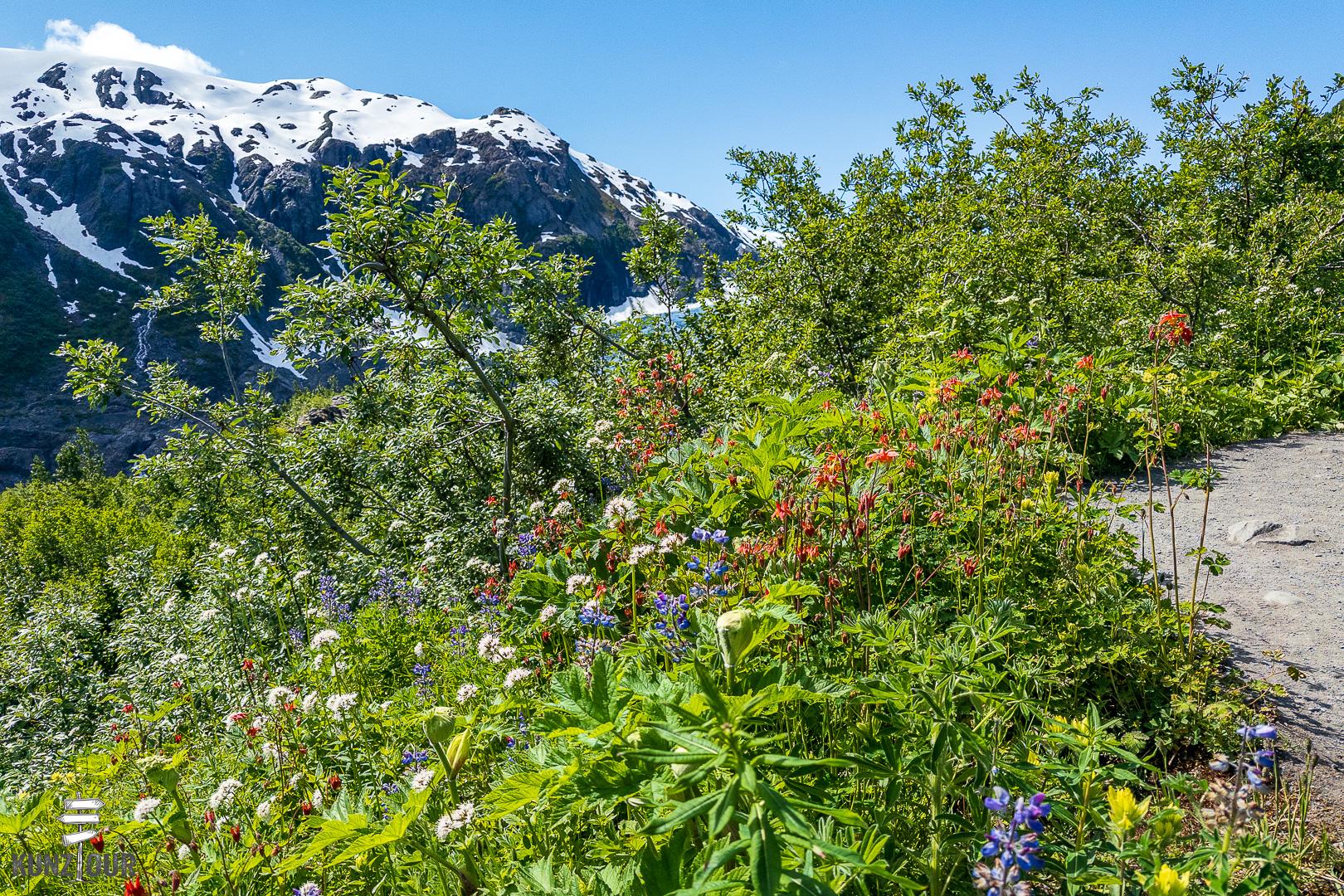 2025_US_Alaska_Seward_Exit-Glacier-9282