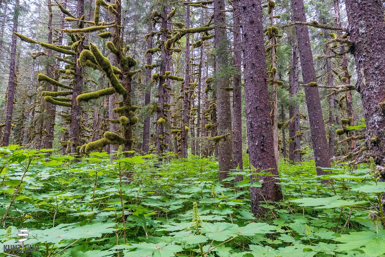 2025_US_Alaska_Seward_Lowll-Point-RS-9349