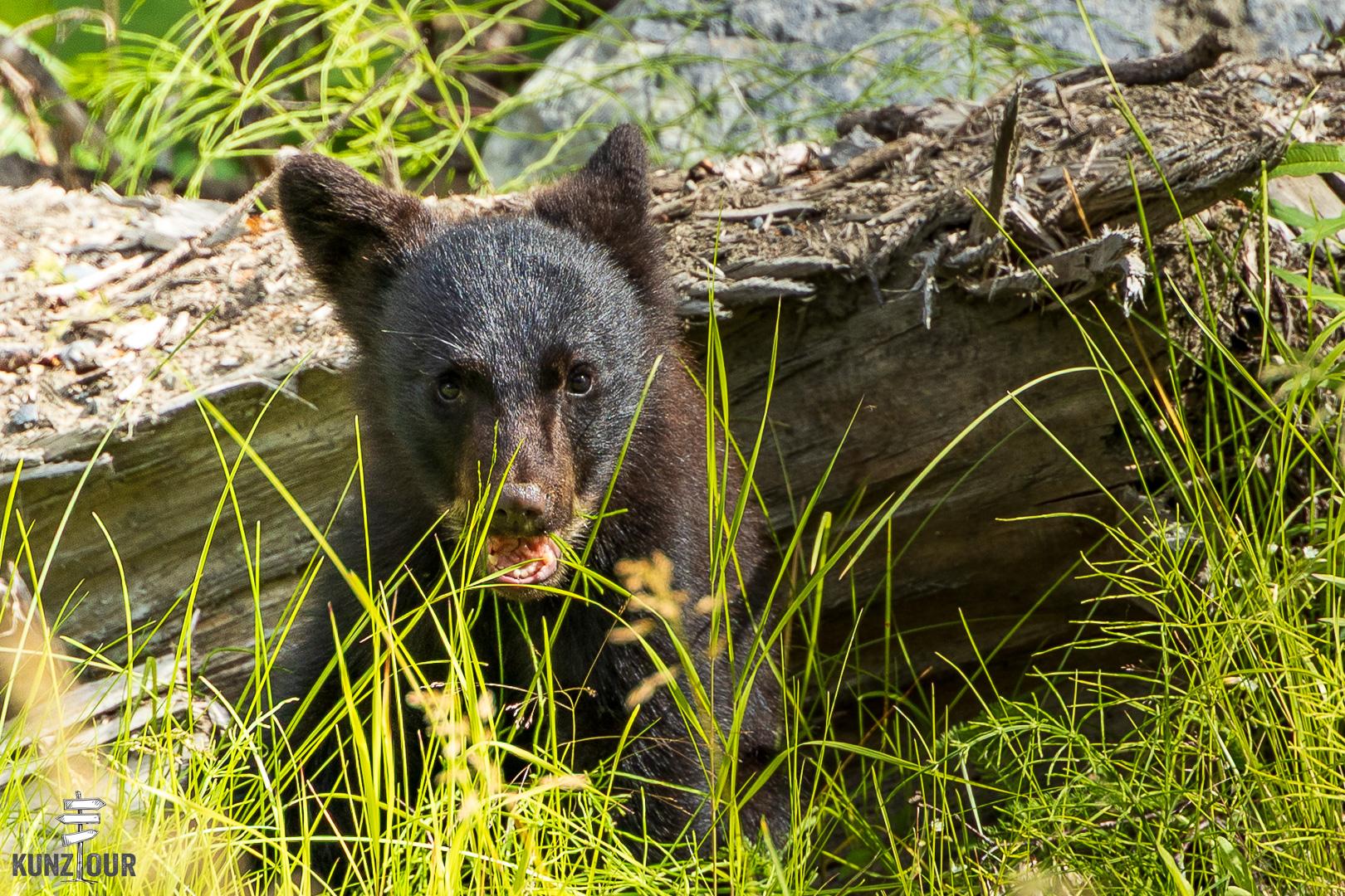2025_US_Alaska_Skilak-Lake-Road-0028
