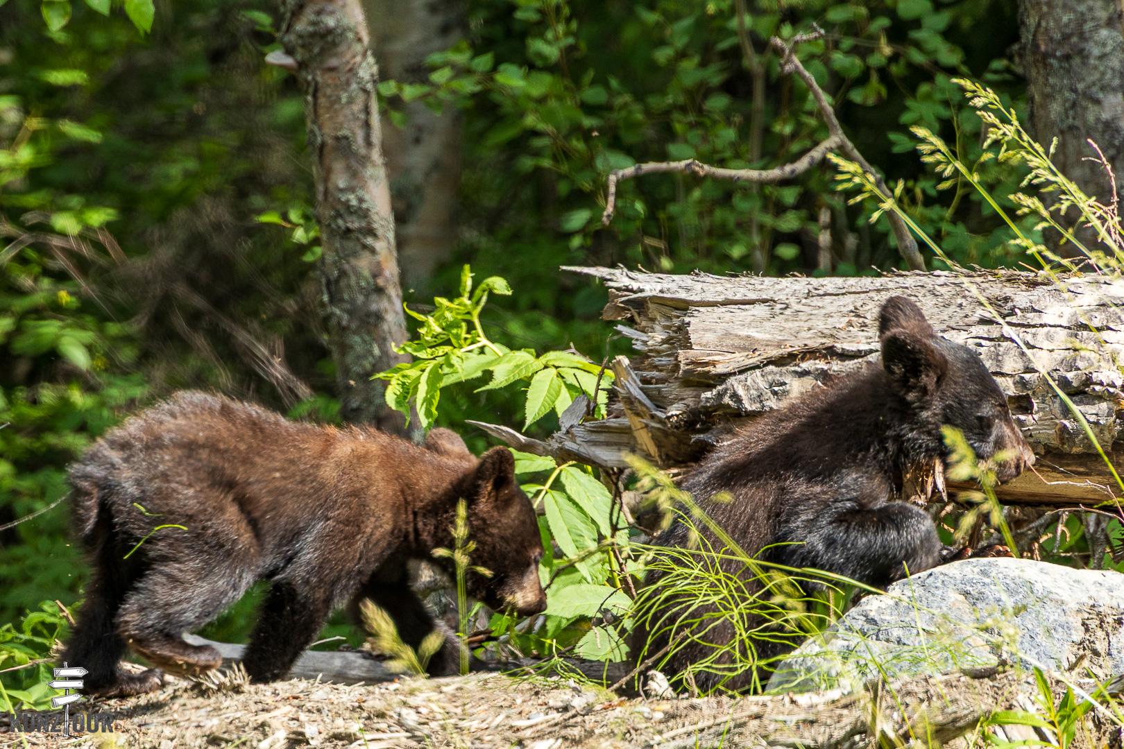 2025_US_Alaska_Skilak-Lake-Road-0046