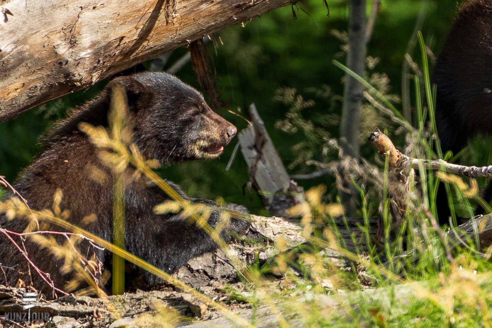 2025_US_Alaska_Skilak-Lake-Road-0059