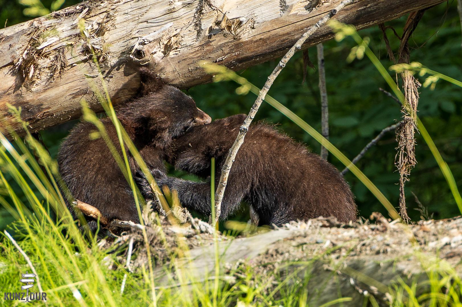 2025_US_Alaska_Skilak-Lake-Road-0062