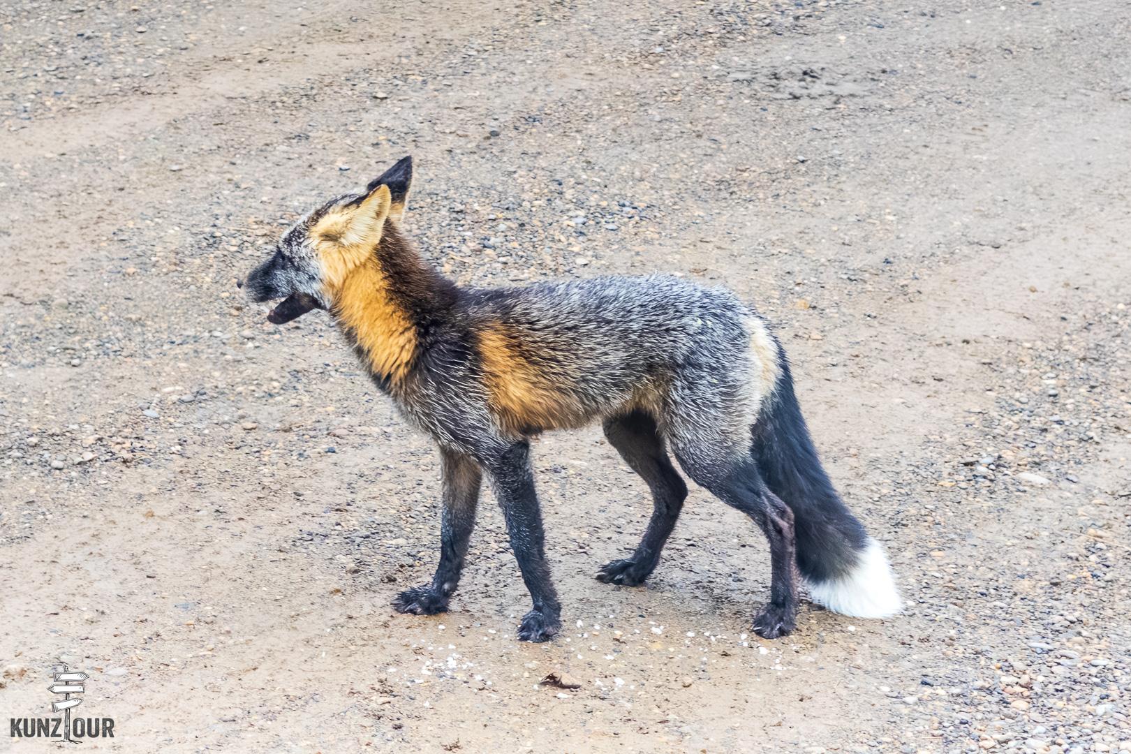 2025_CA_Yukon_Dempster-Hwy-9590