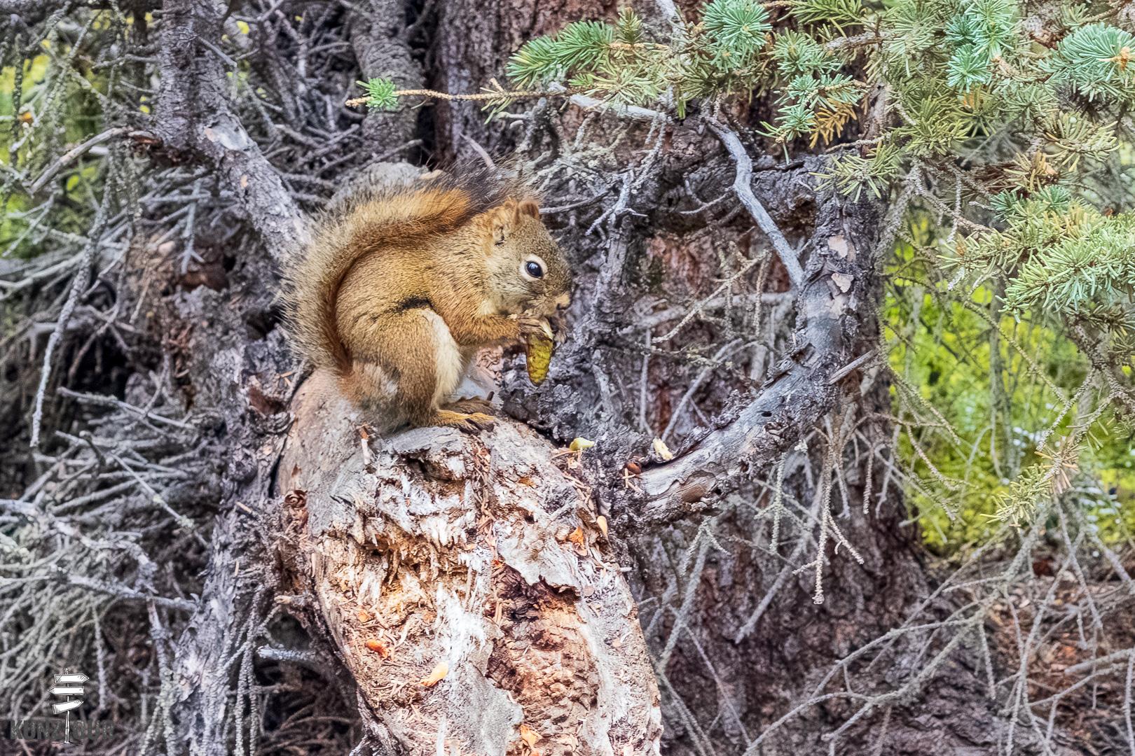 2025_CA_Yukon_Dempster-Hwy-9679