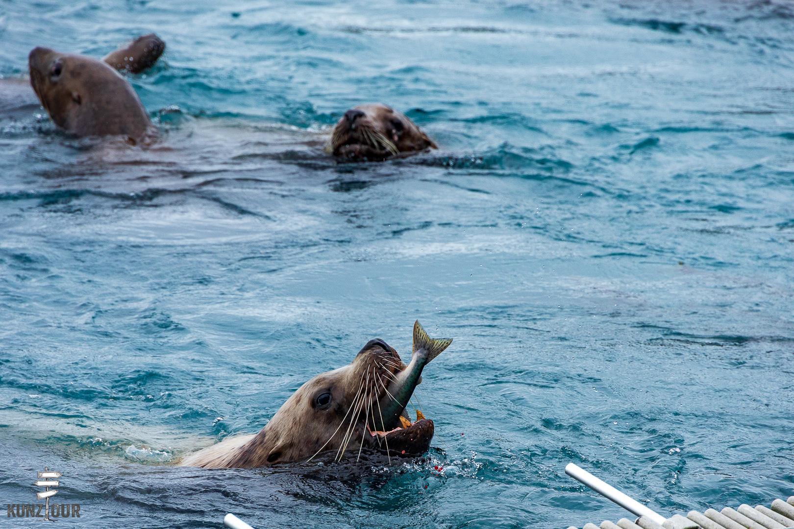 2025_US_Alaska_Valdez_Solomon-Gulch-Hatchery-0289