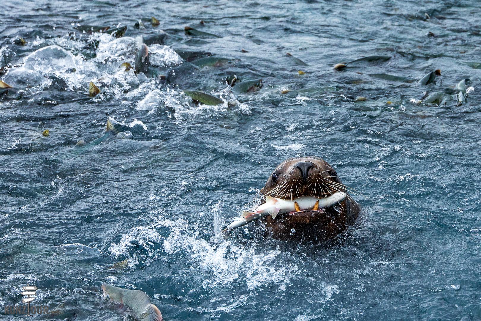 2025_US_Alaska_Valdez_Solomon-Gulch-Hatchery-0396