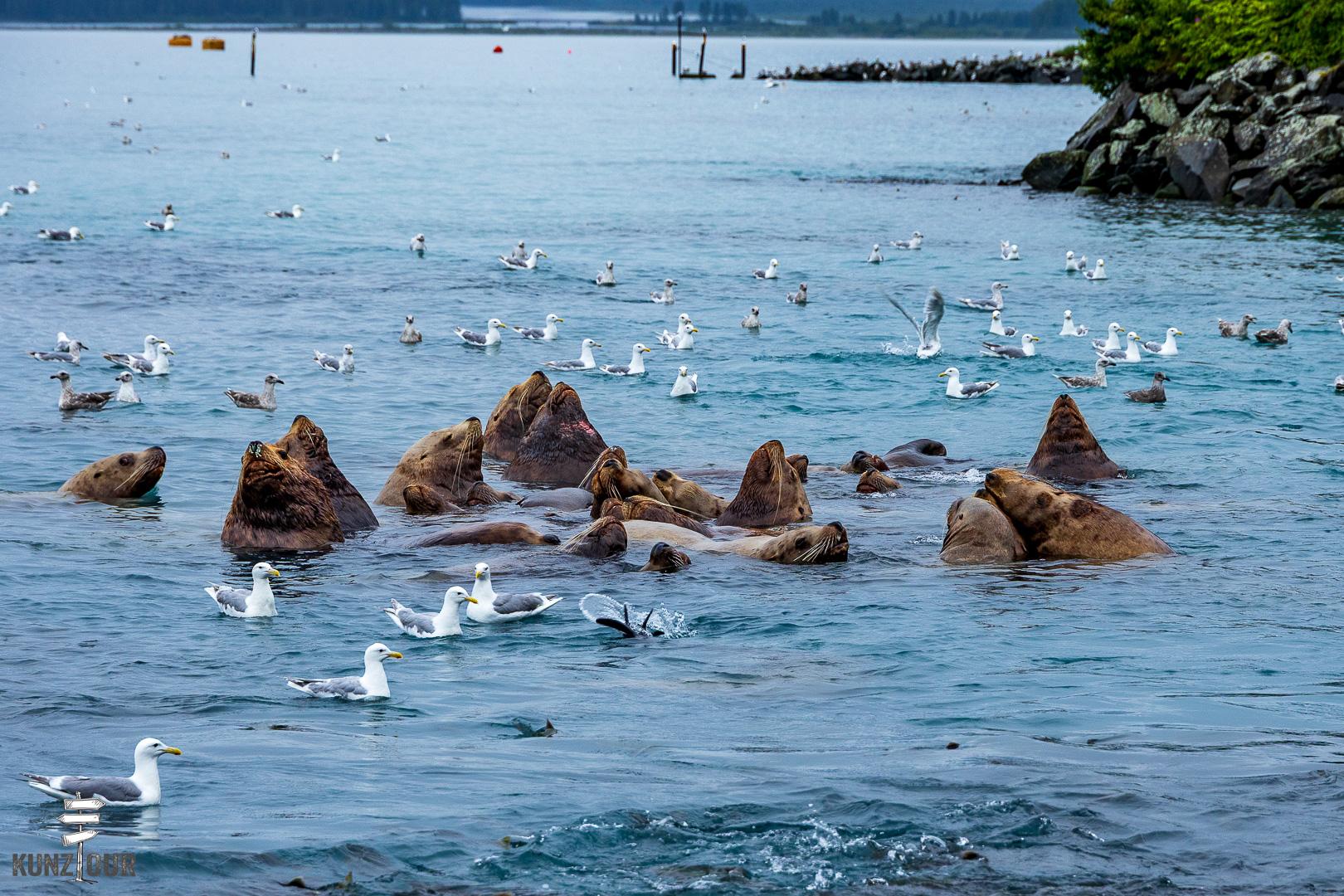 2025_US_Alaska_Valdez_Solomon-Gulch-Hatchery-0531