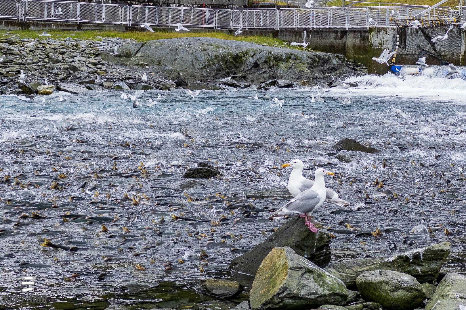 2025_US_Alaska_Valdez_Solomon-Gulch-Hatchery-0844