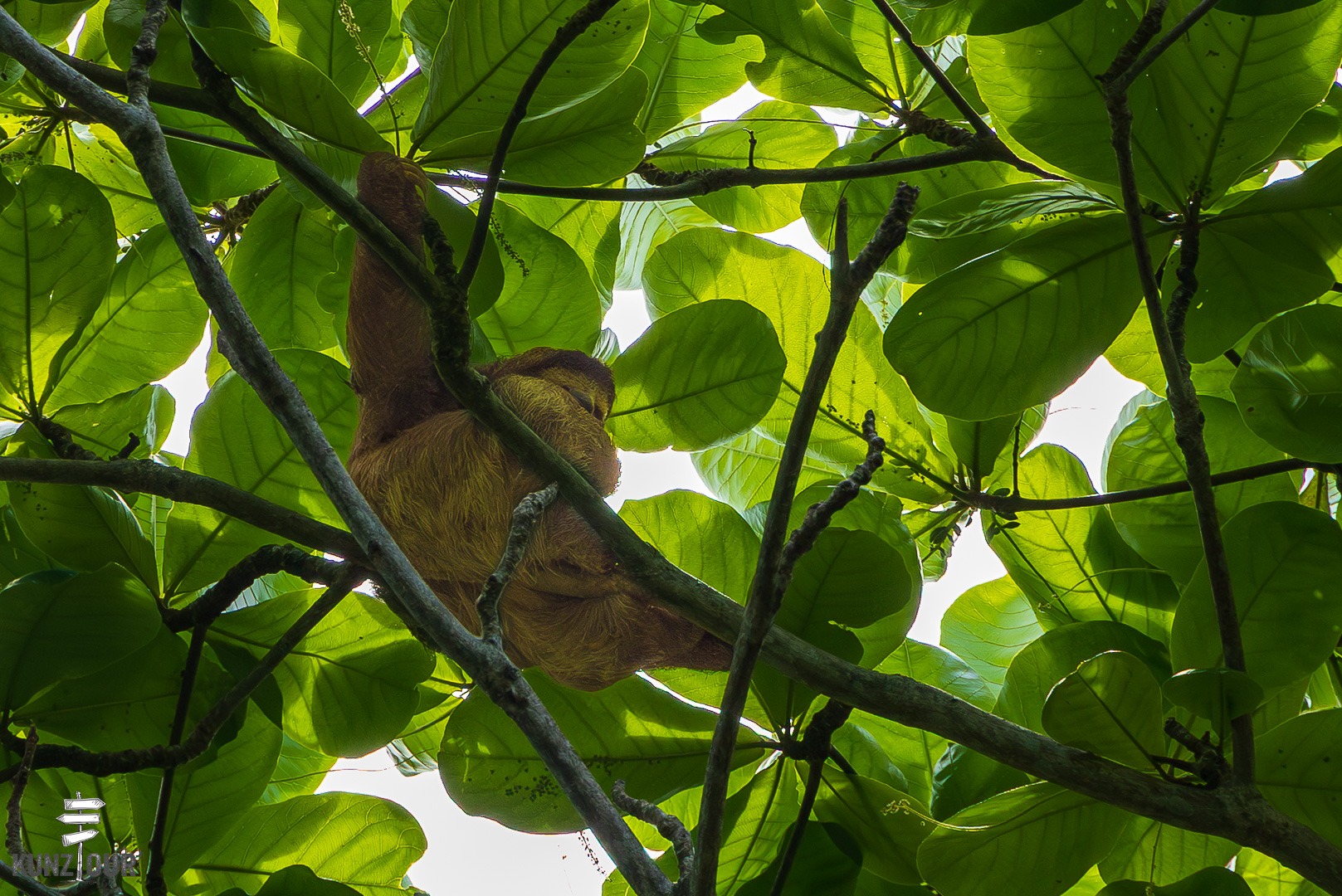 2026_CR_Limon_Parque-Nacional-Cahuita-2343