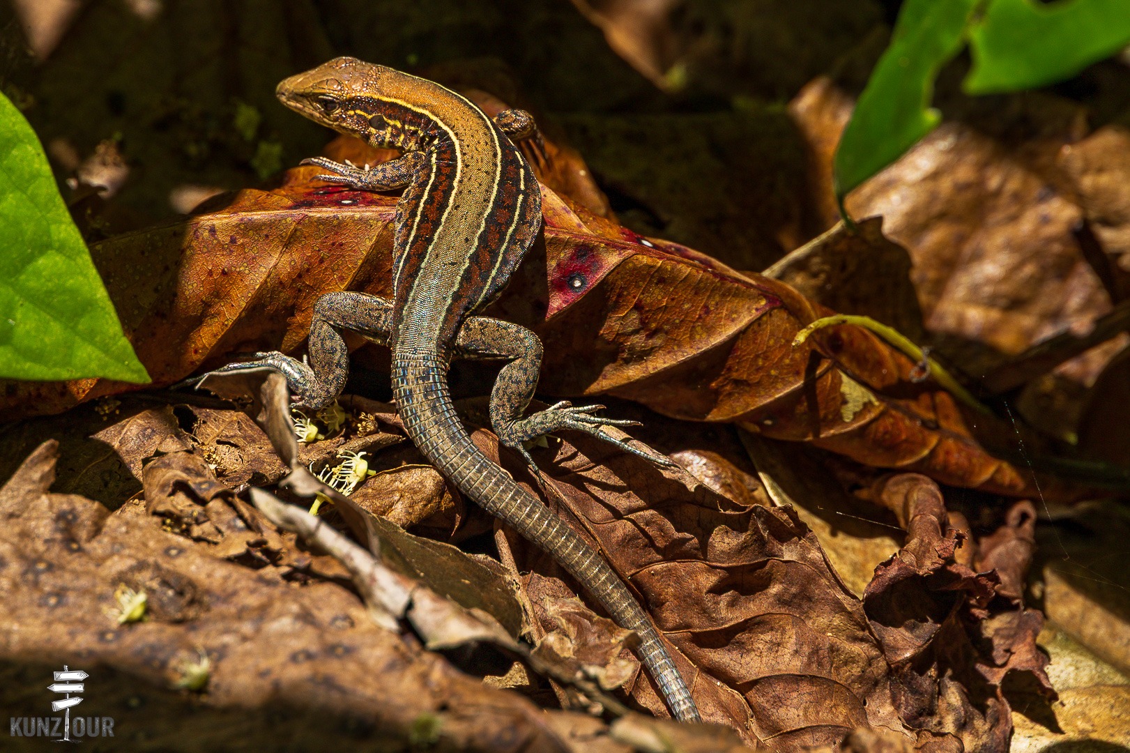 2026_CR_Limon_Parque-Nacional-Cahuita-2355