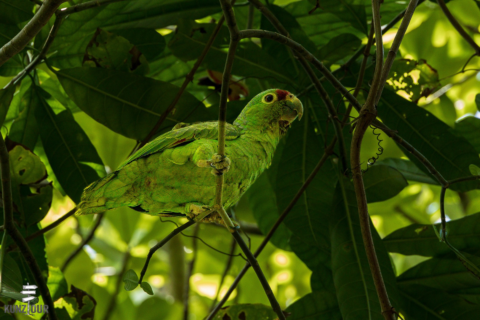 2026_CR_Limon_Parque-Nacional-Cahuita-2399