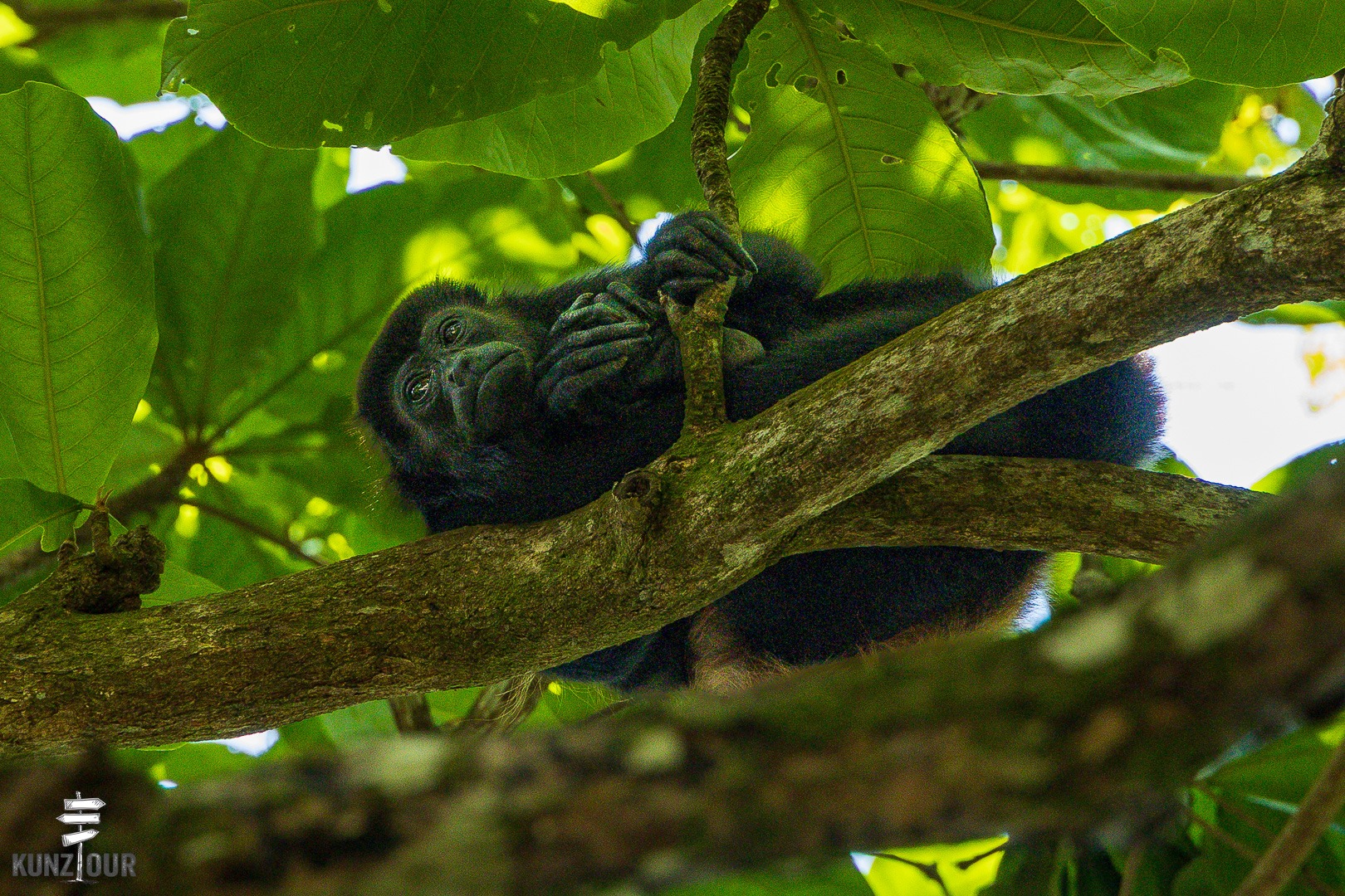 2026_CR_Limon_Parque-Nacional-Cahuita-2410