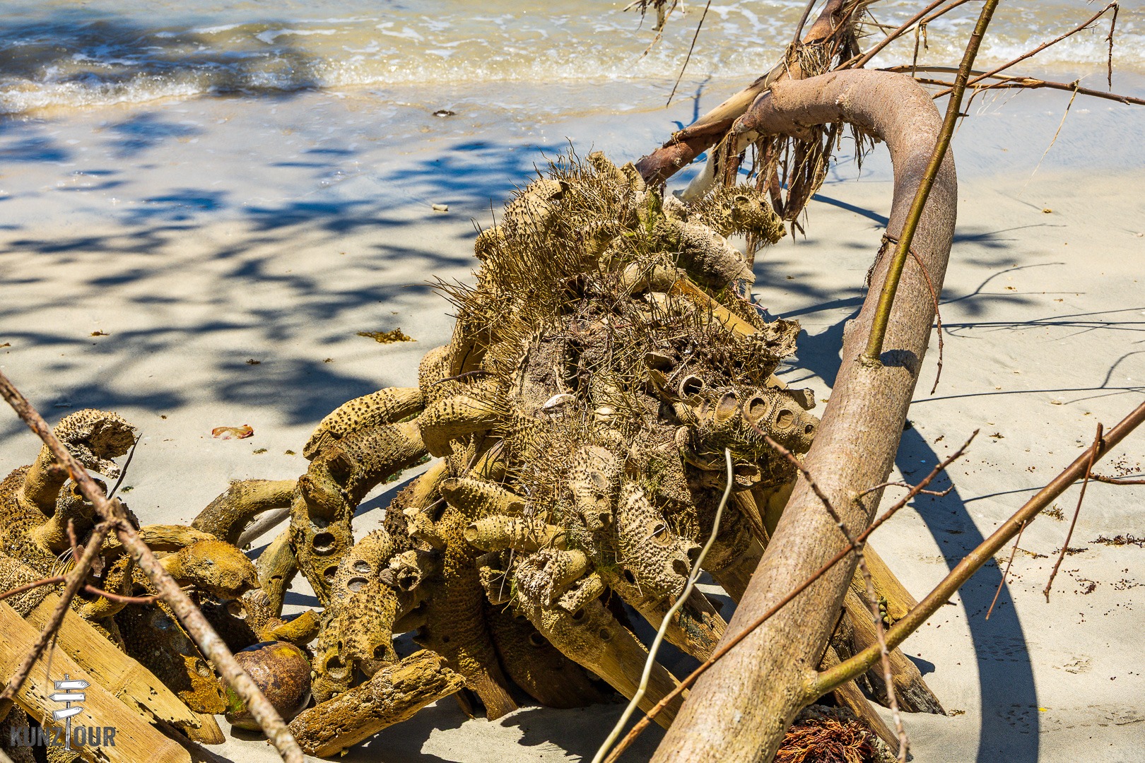 2026_CR_Limon_Parque-Nacional-Cahuita-2447