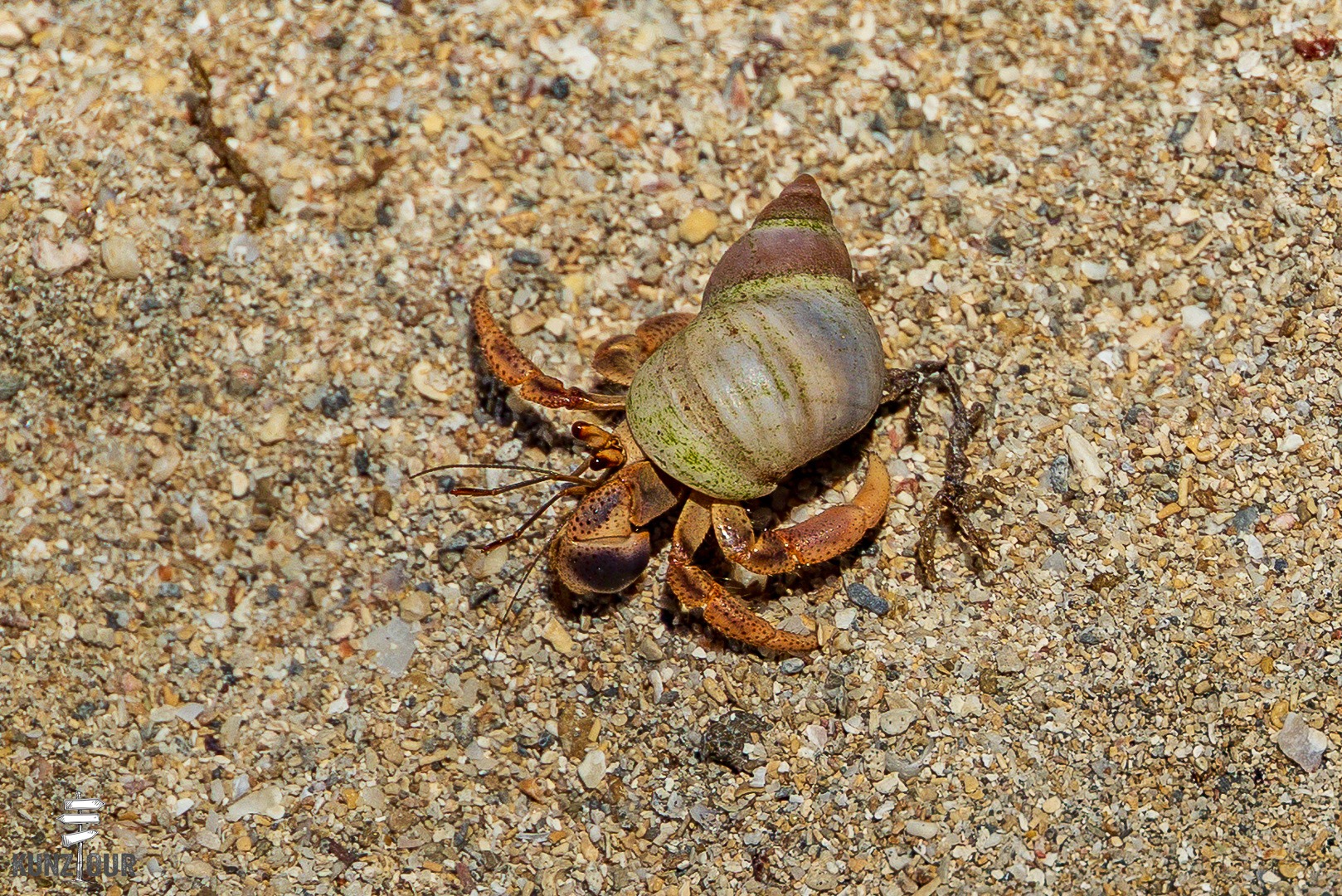 2026_CR_Limon_Parque-Nacional-Cahuita-2453