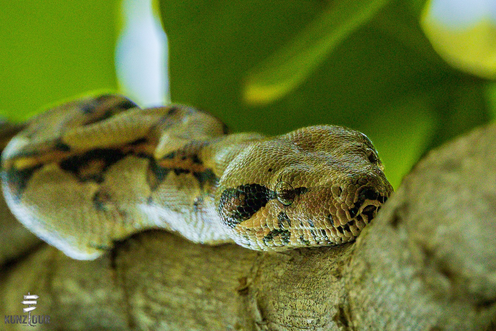 2026_CR_Limon_Parque-Nacional-Cahuita-2496