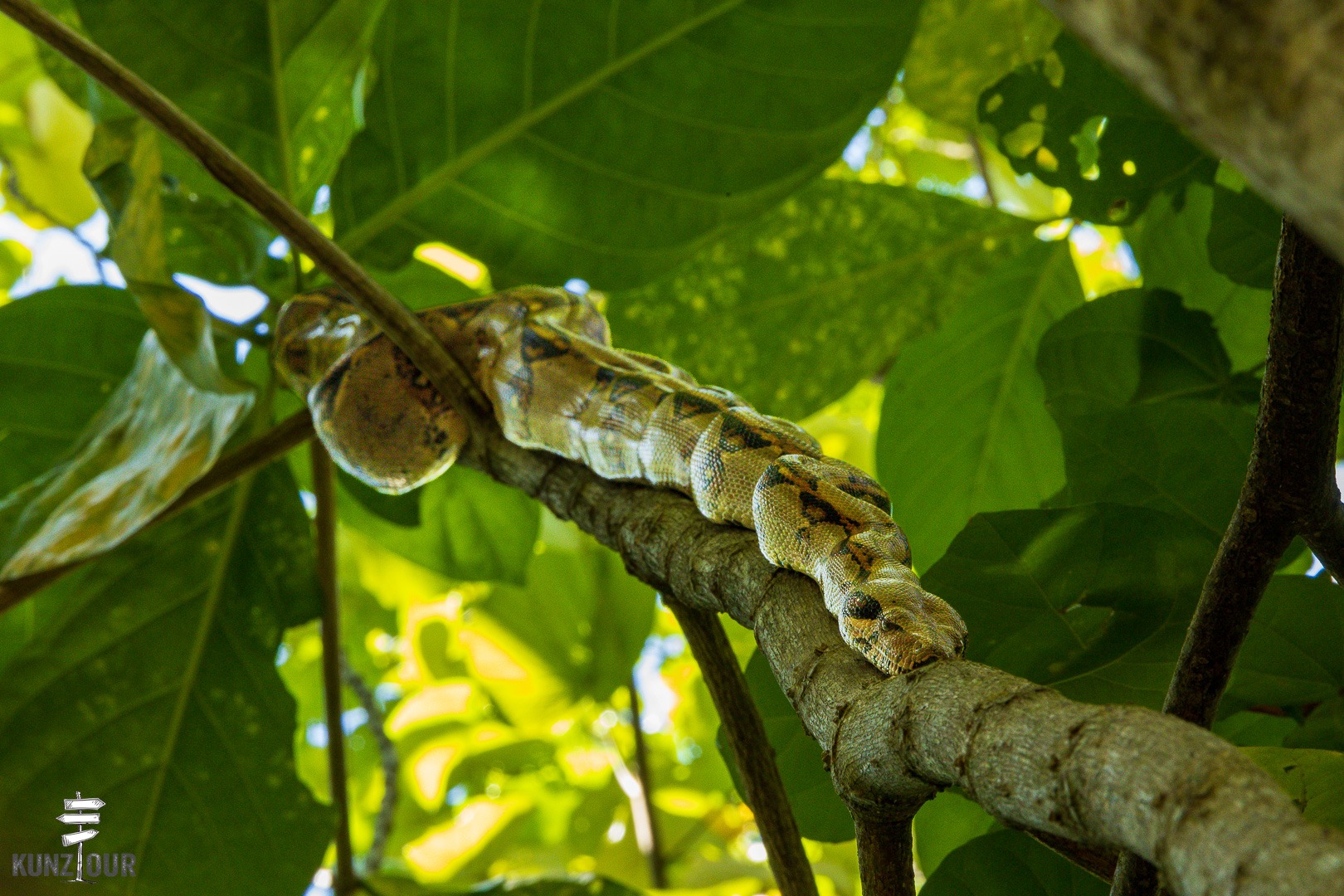 2026_CR_Limon_Parque-Nacional-Cahuita-2528