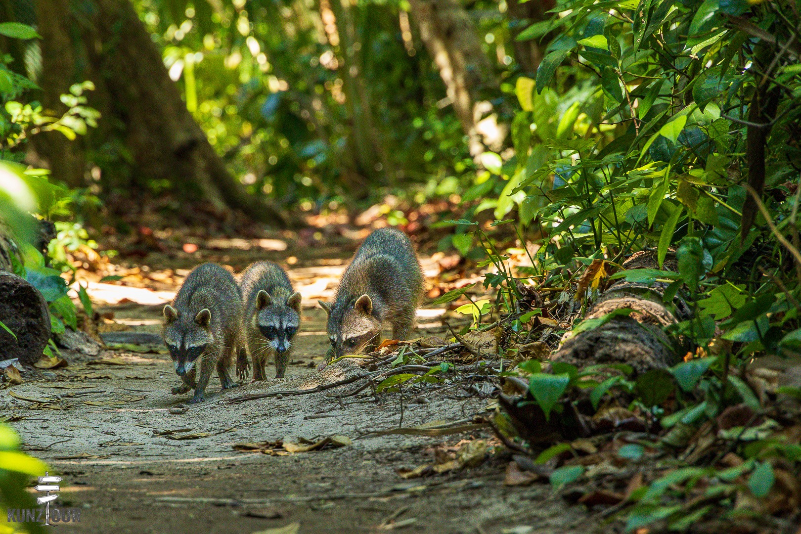 2026_CR_Limon_Parque-Nacional-Cahuita-2539