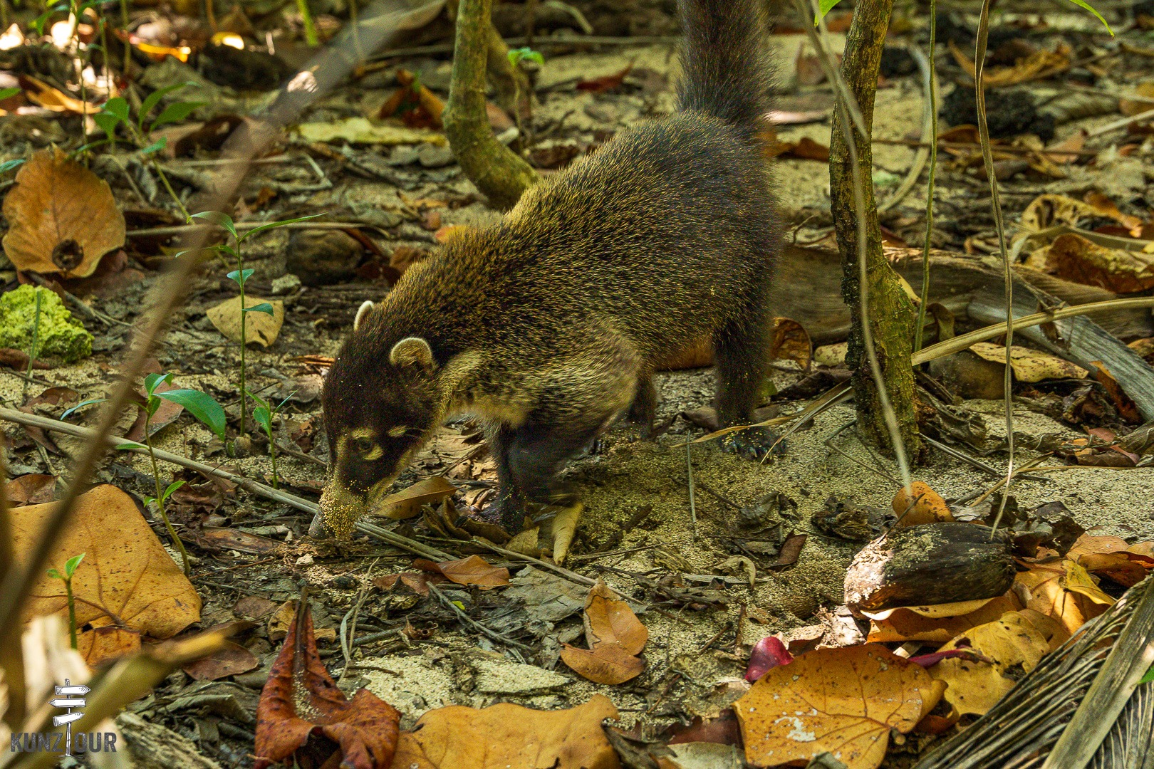 2026_CR_Limon_Parque-Nacional-Cahuita-2591