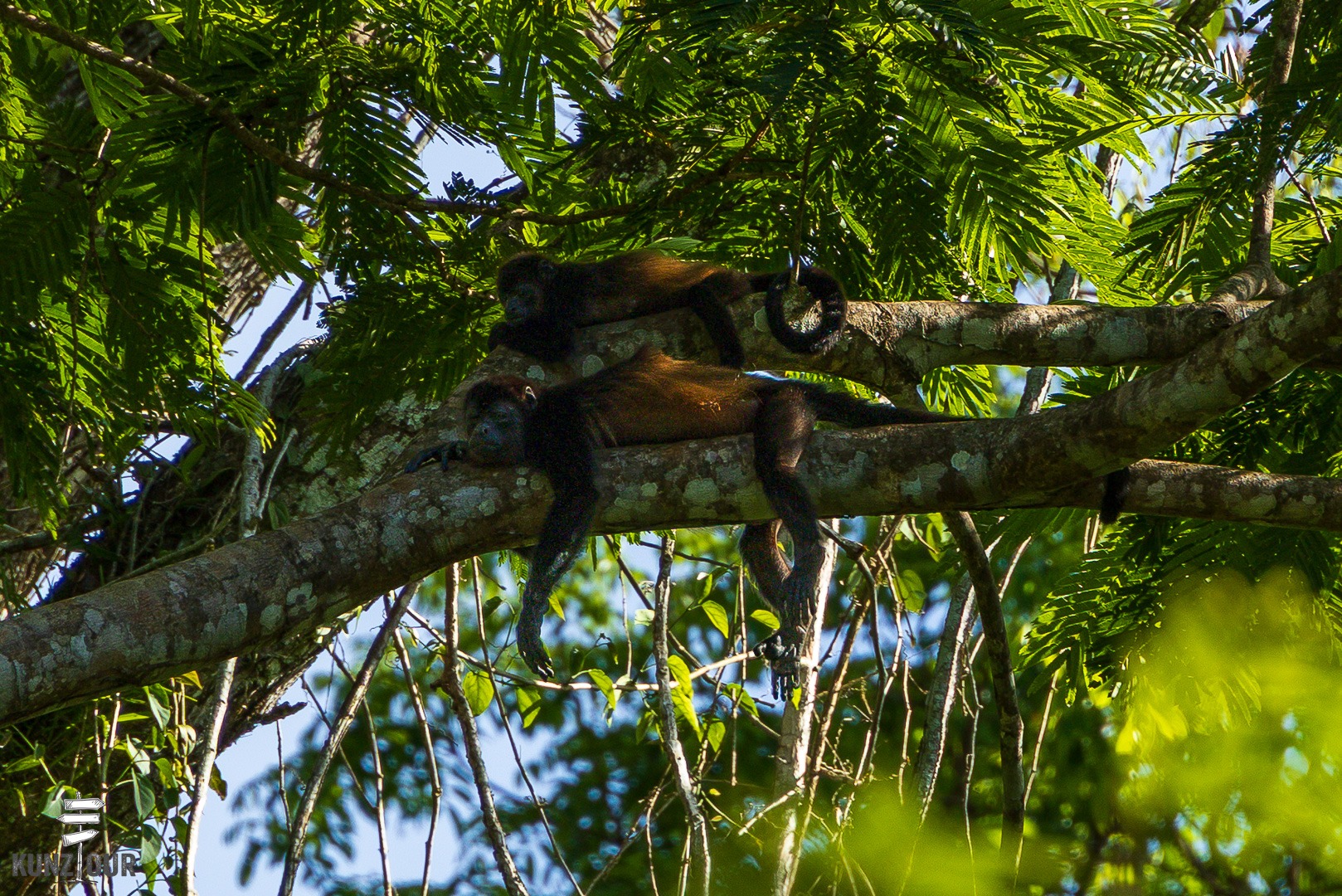 2026_CR_Limon_Parque-Nacional-Cahuita-2713