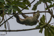 Carribean Raunforest Sloth