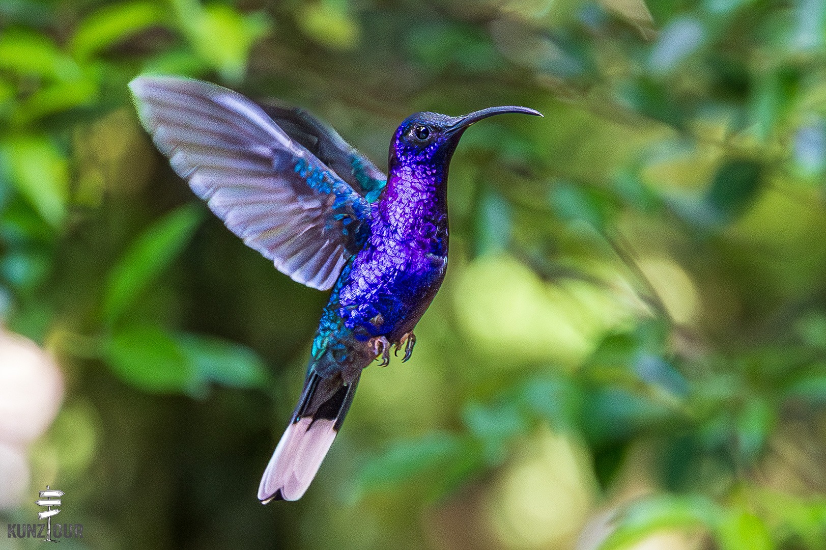2026_CR_Puntarenas_Monteverde_Hummingbirds-5478