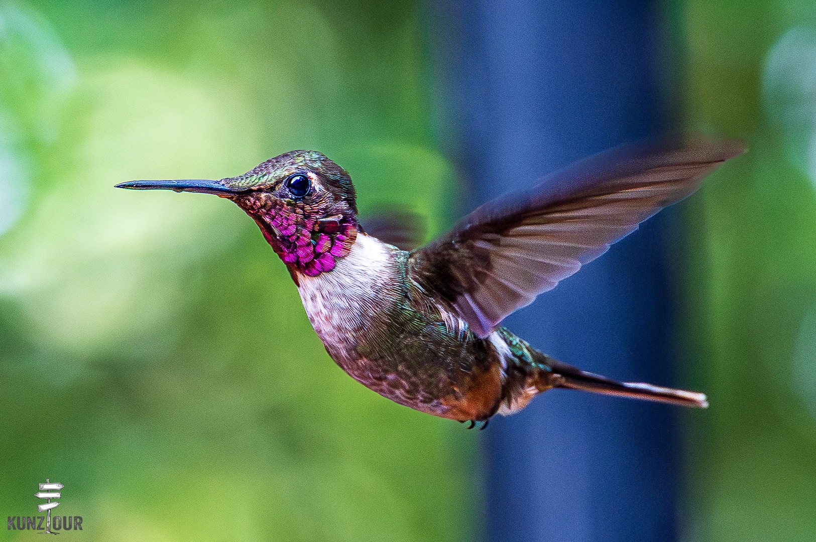 2026_CR_Puntarenas_Monteverde_Hummingbirds-5612