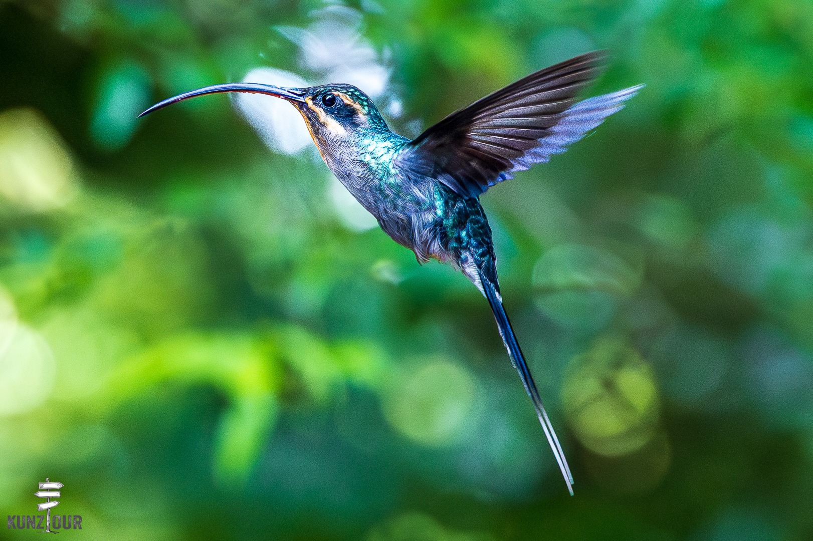 2026_CR_Puntarenas_Monteverde_Hummingbirds-5666