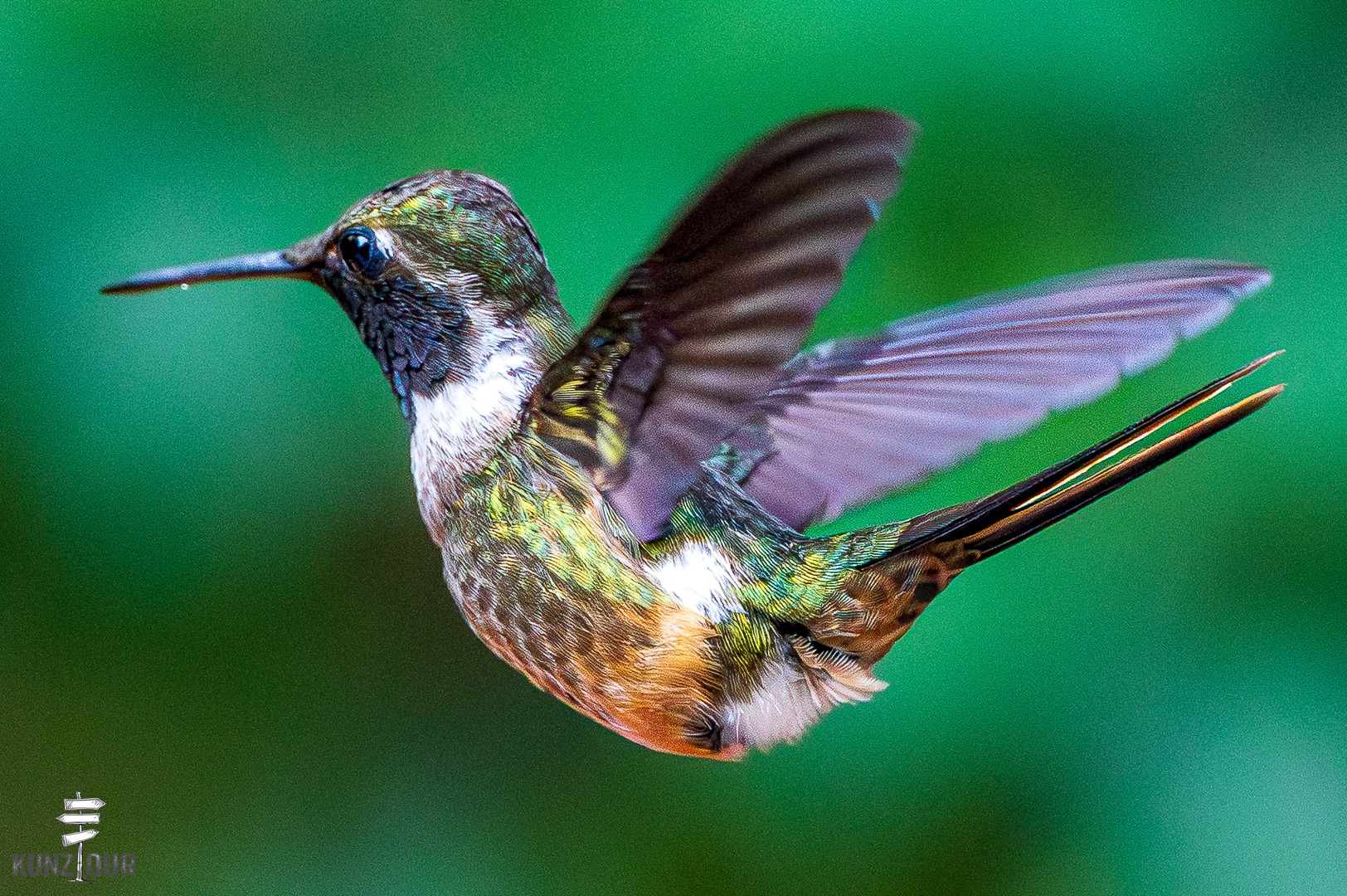 2026_CR_Puntarenas_Monteverde_Hummingbirds-5687
