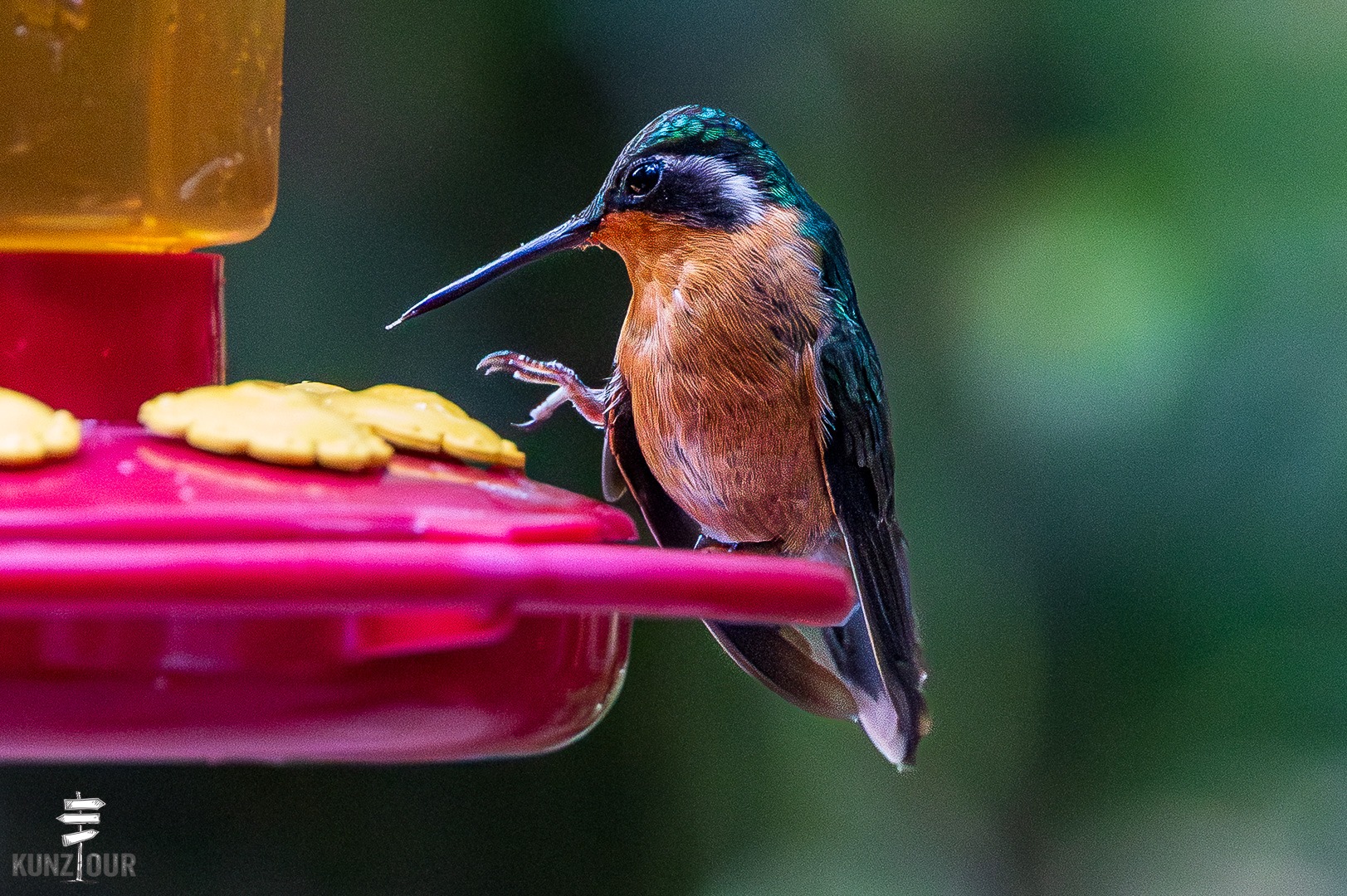 2026_CR_Puntarenas_Monteverde_Hummingbirds-5723