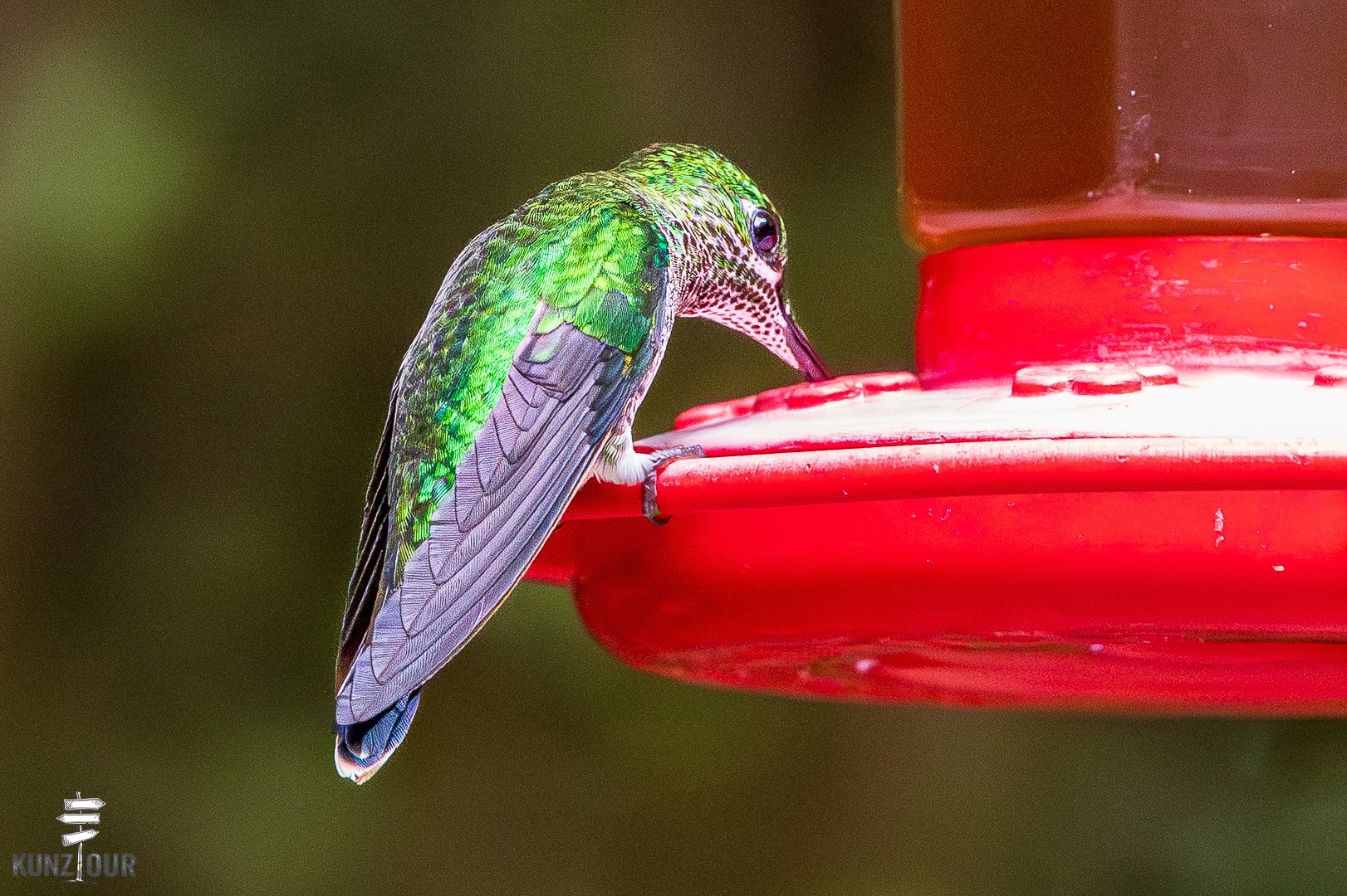 2026_CR_Puntarenas_Monteverde_Hummingbirds-5779