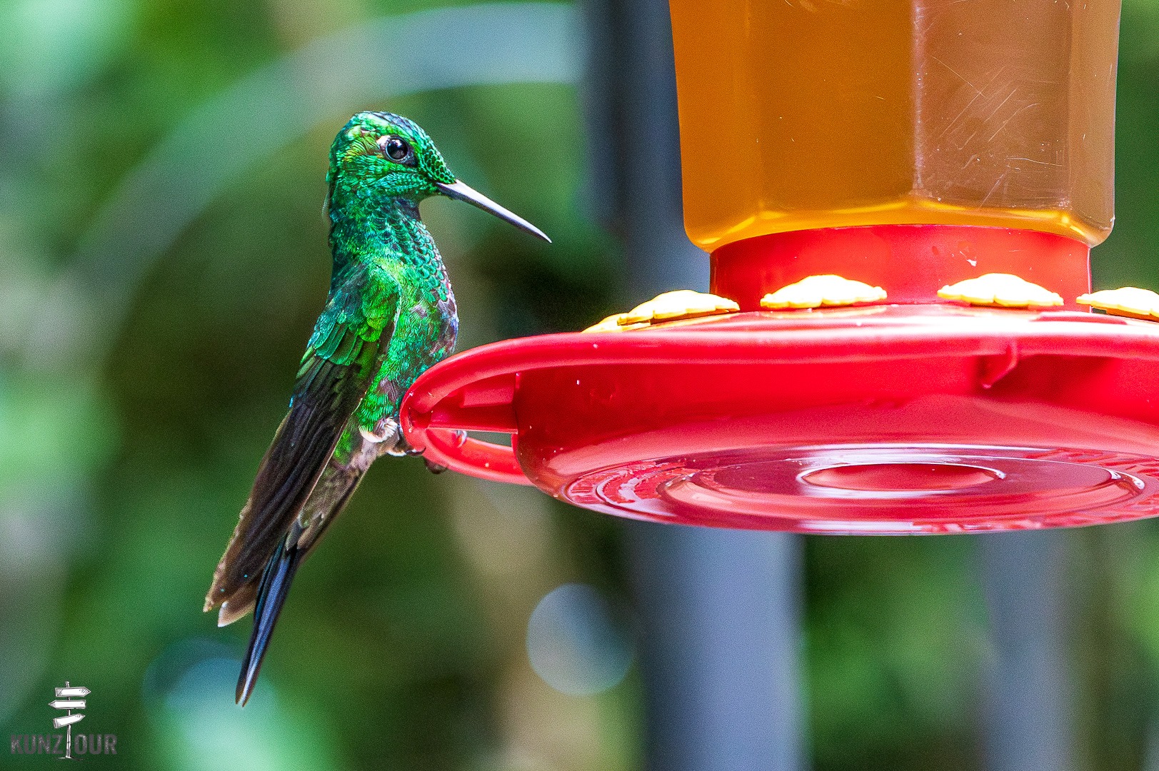 2026_CR_Puntarenas_Monteverde_Hummingbirds-5788