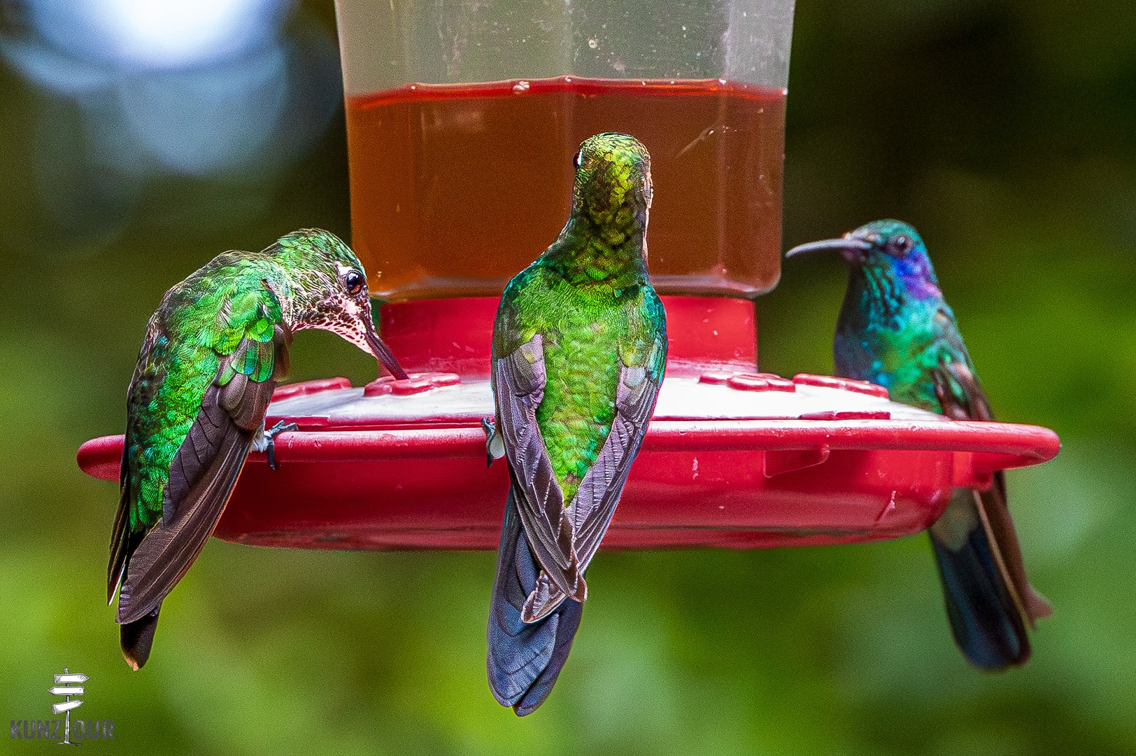 2026_CR_Puntarenas_Monteverde_Hummingbirds-5794
