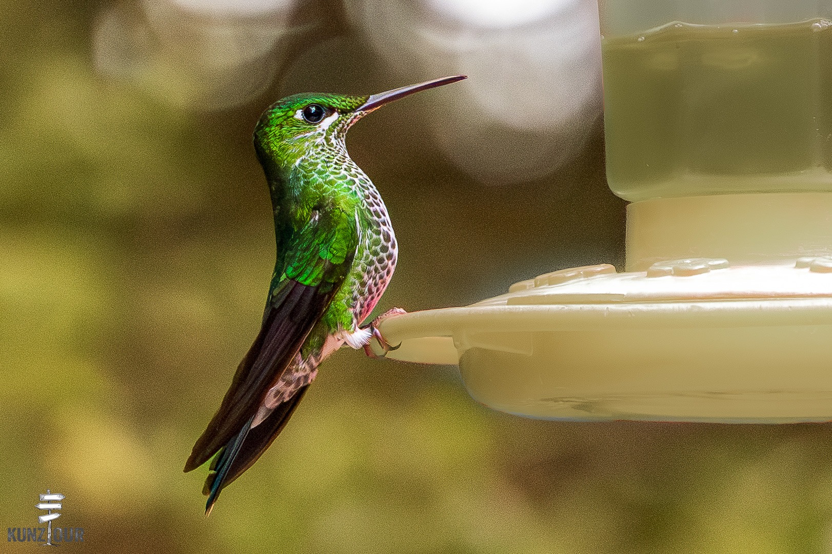 2026_CR_Puntarenas_Monteverde_Hummingbirds-5803