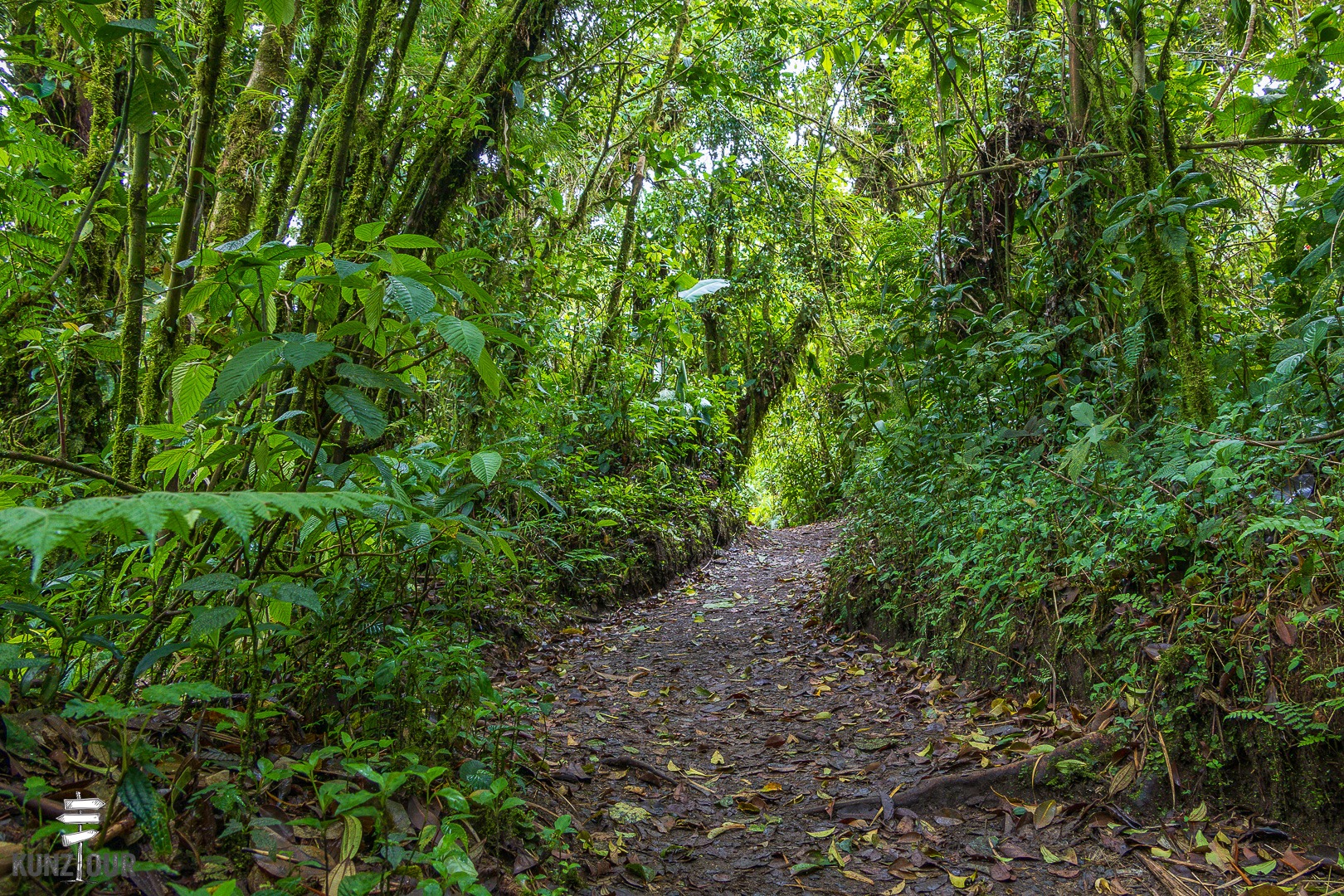 2026_CR_Puntarenas_Monteverde_Santa-Elena-5842