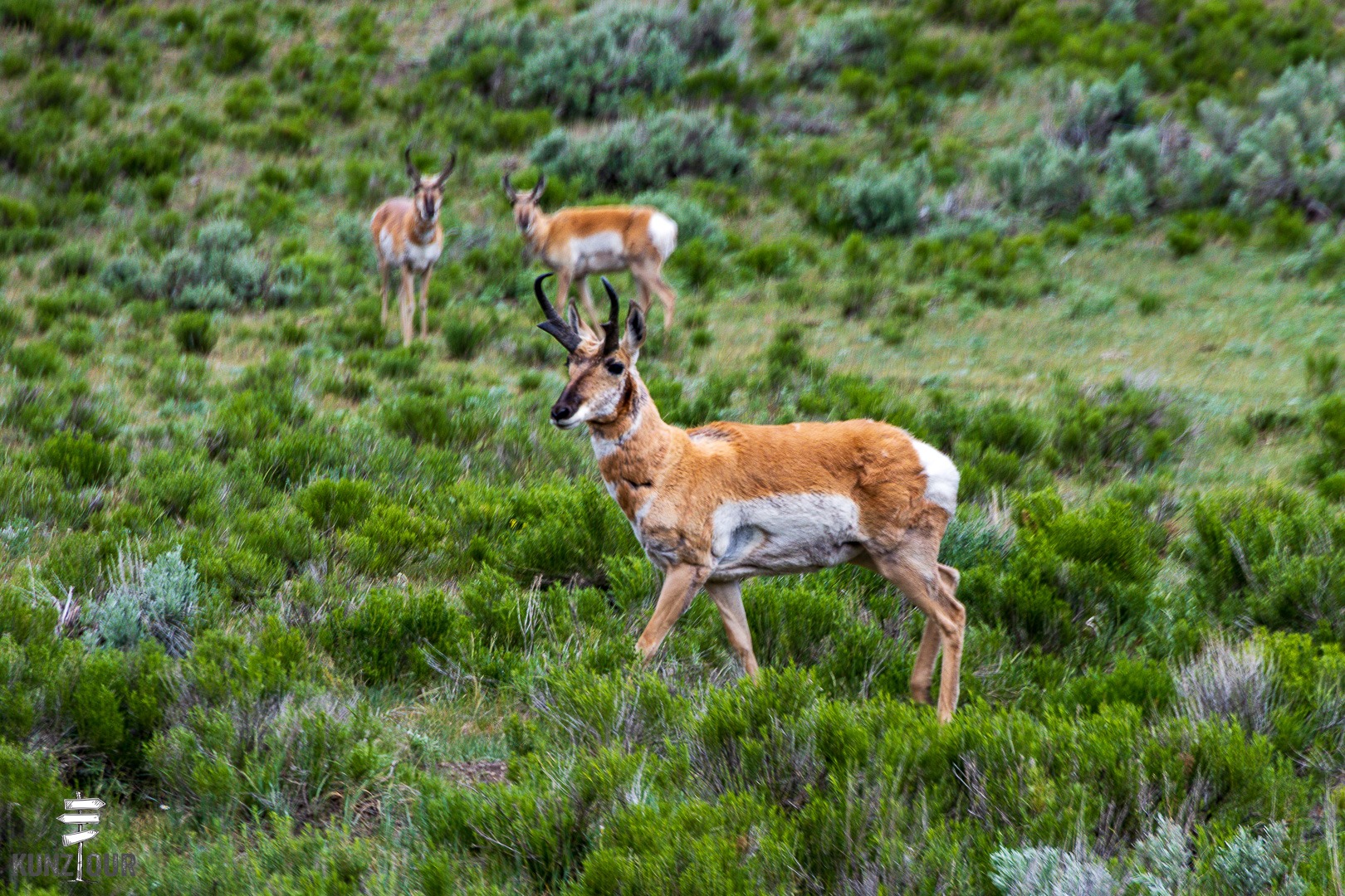 2026_US_Wyoming_Yellowstone-NP_Lamar-Valley-7032