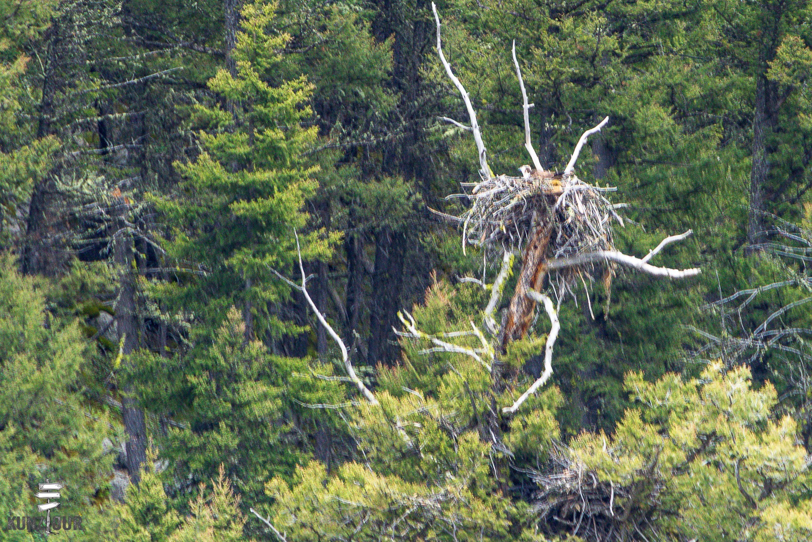 2026_US_Wyoming_Yellowstone-NP_Lamar-Valley-7041