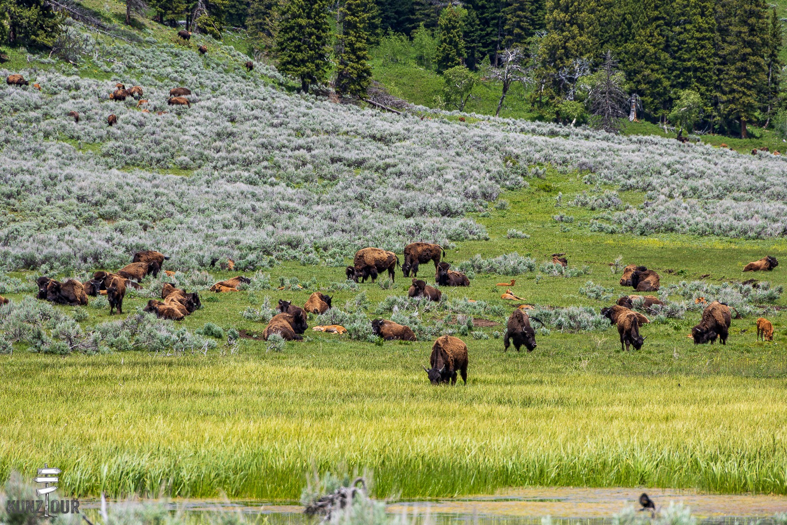 2026_US_Wyoming_Yellowstone-NP_Lamar-Valley-7085
