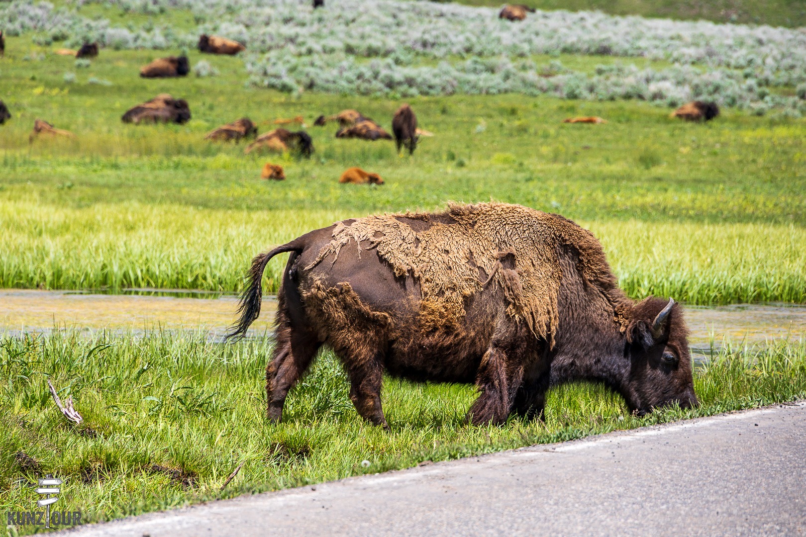 2026_US_Wyoming_Yellowstone-NP_Lamar-Valley-7086
