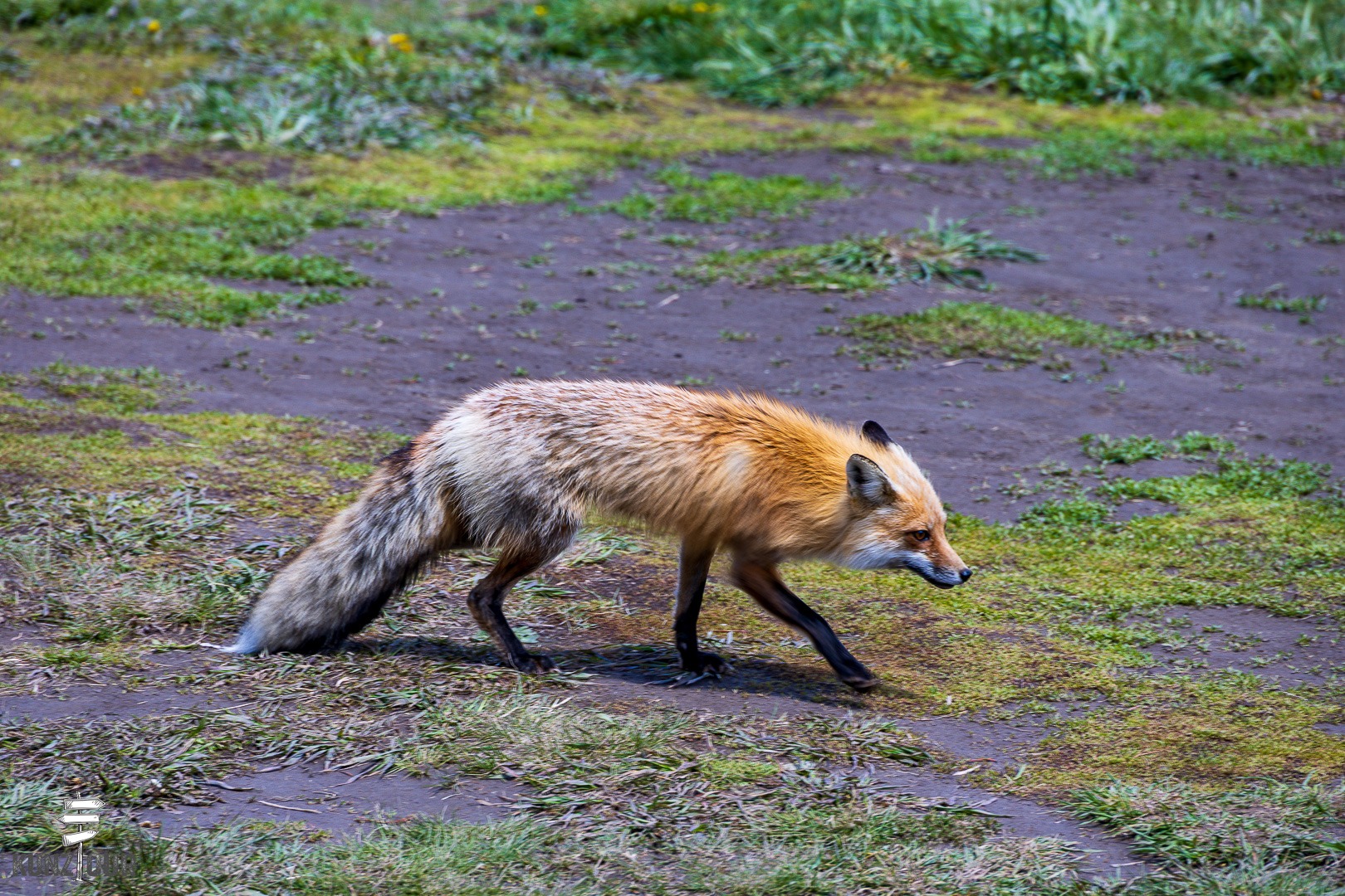 2026_US_Wyoming_Yellowstone-NP_Lamar-Valley-7244