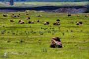 Yellowstone-NP II