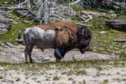 Yellowstone-NP IV